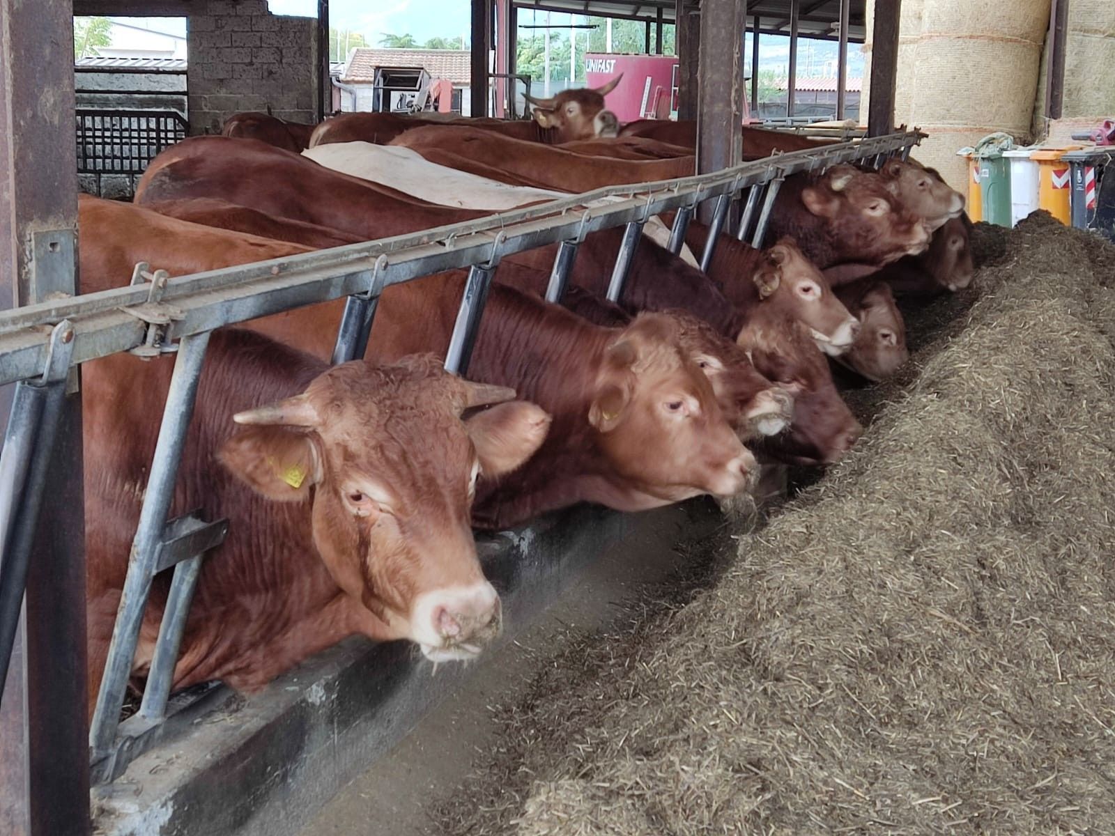 Mucche che mangiano da una mangiatoia in una stalla; pelli marroni e bianche, sbarre di metallo e fieno.