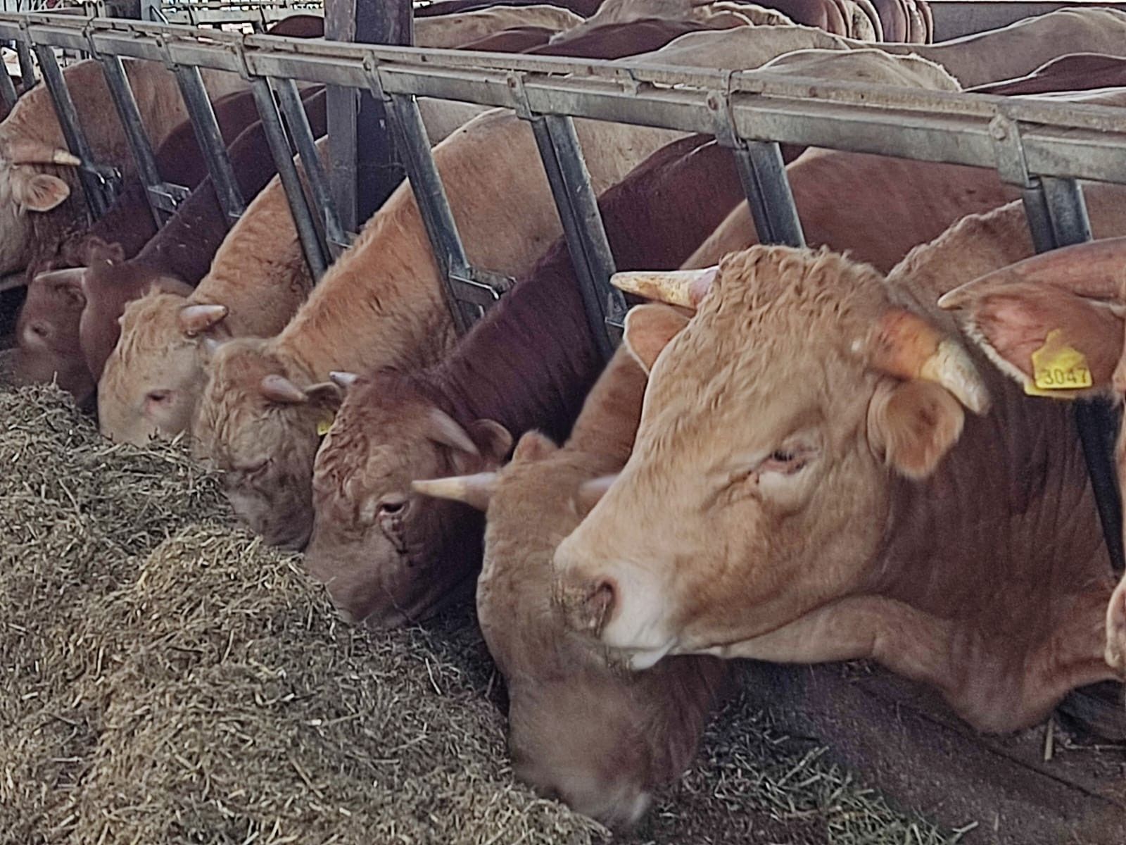 Mucche che mangiano fieno da una mangiatoia in una stalla. Mucche marroni in fila.