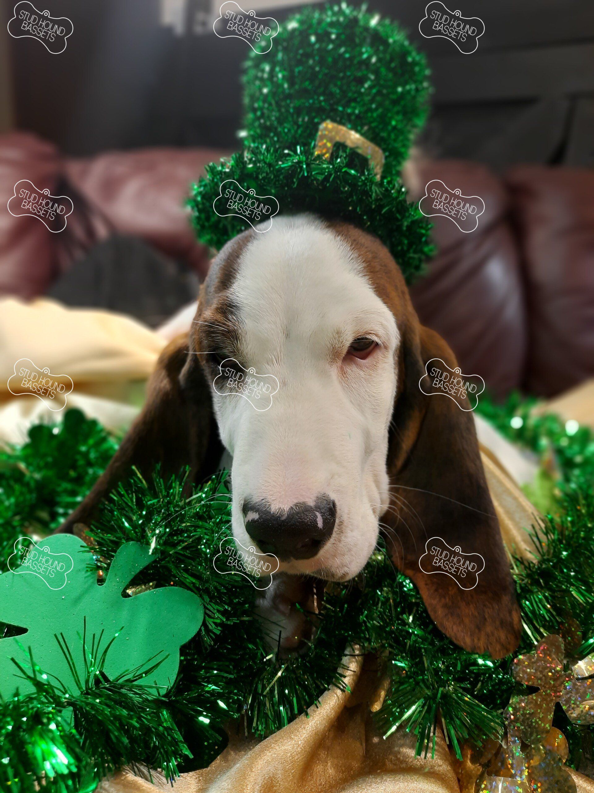 A brown and white dog wearing a green leprechaun hat.