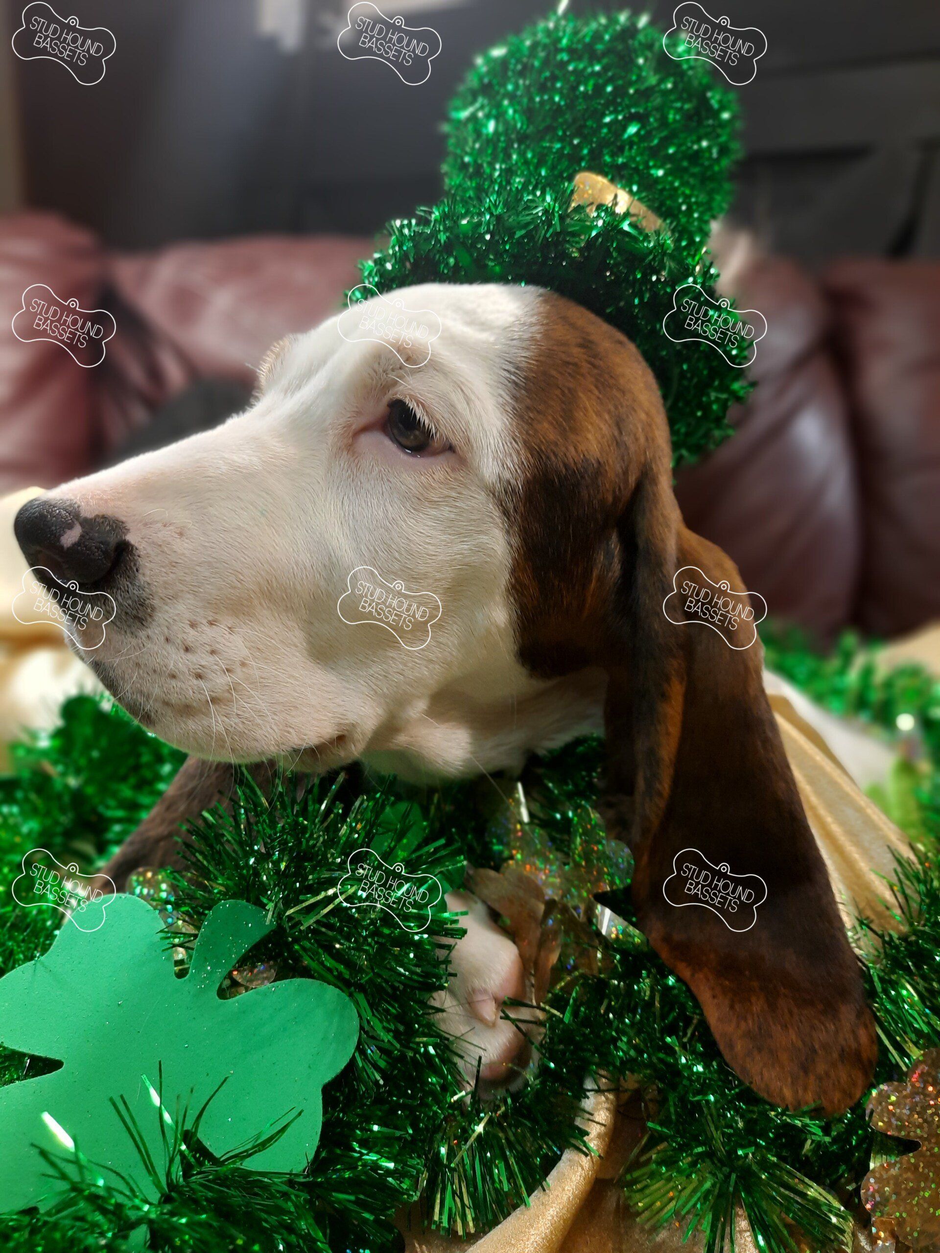 A brown and white dog wearing a green leprechaun hat