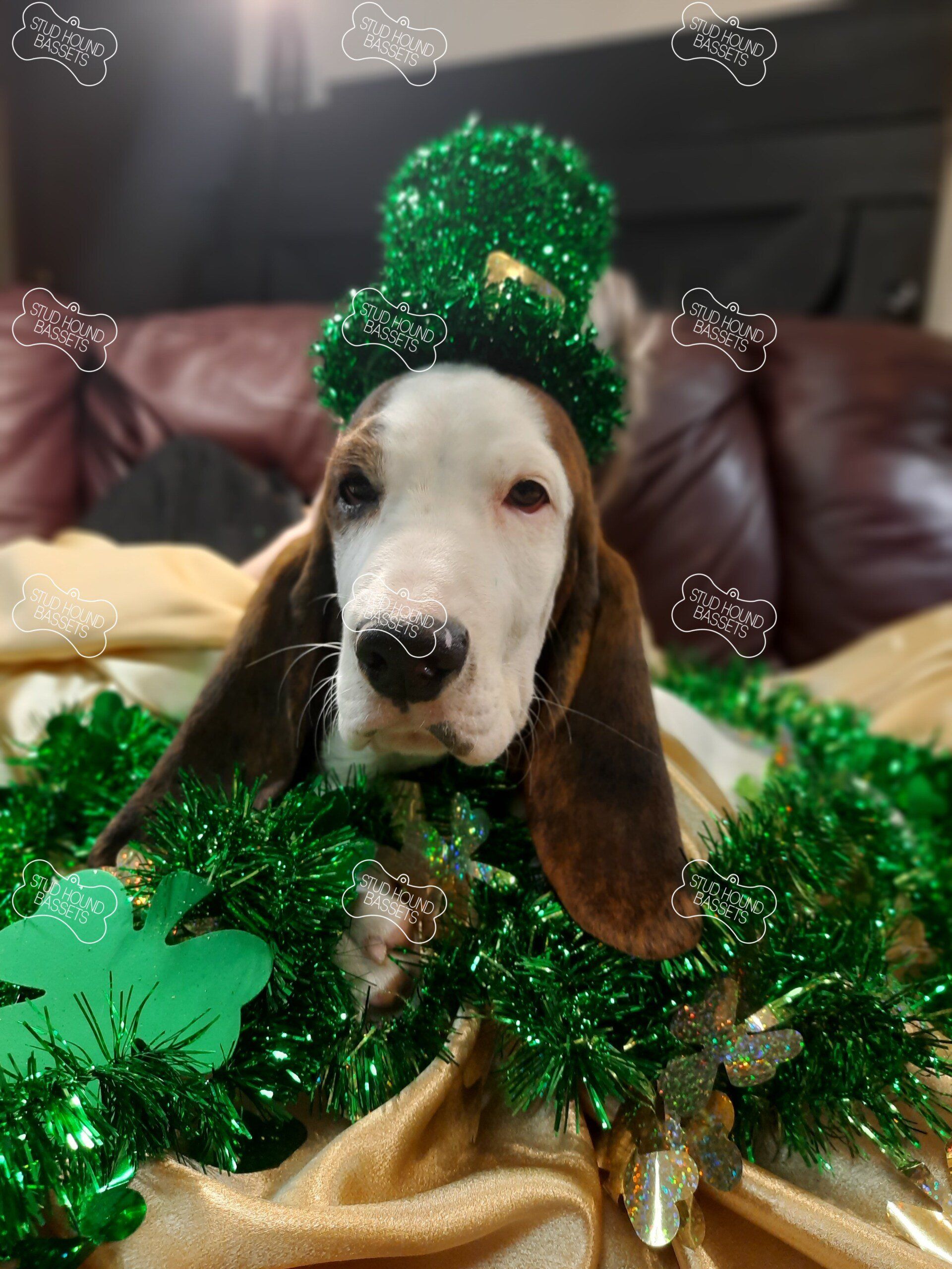 A basset hound puppy wearing a green leprechaun hat