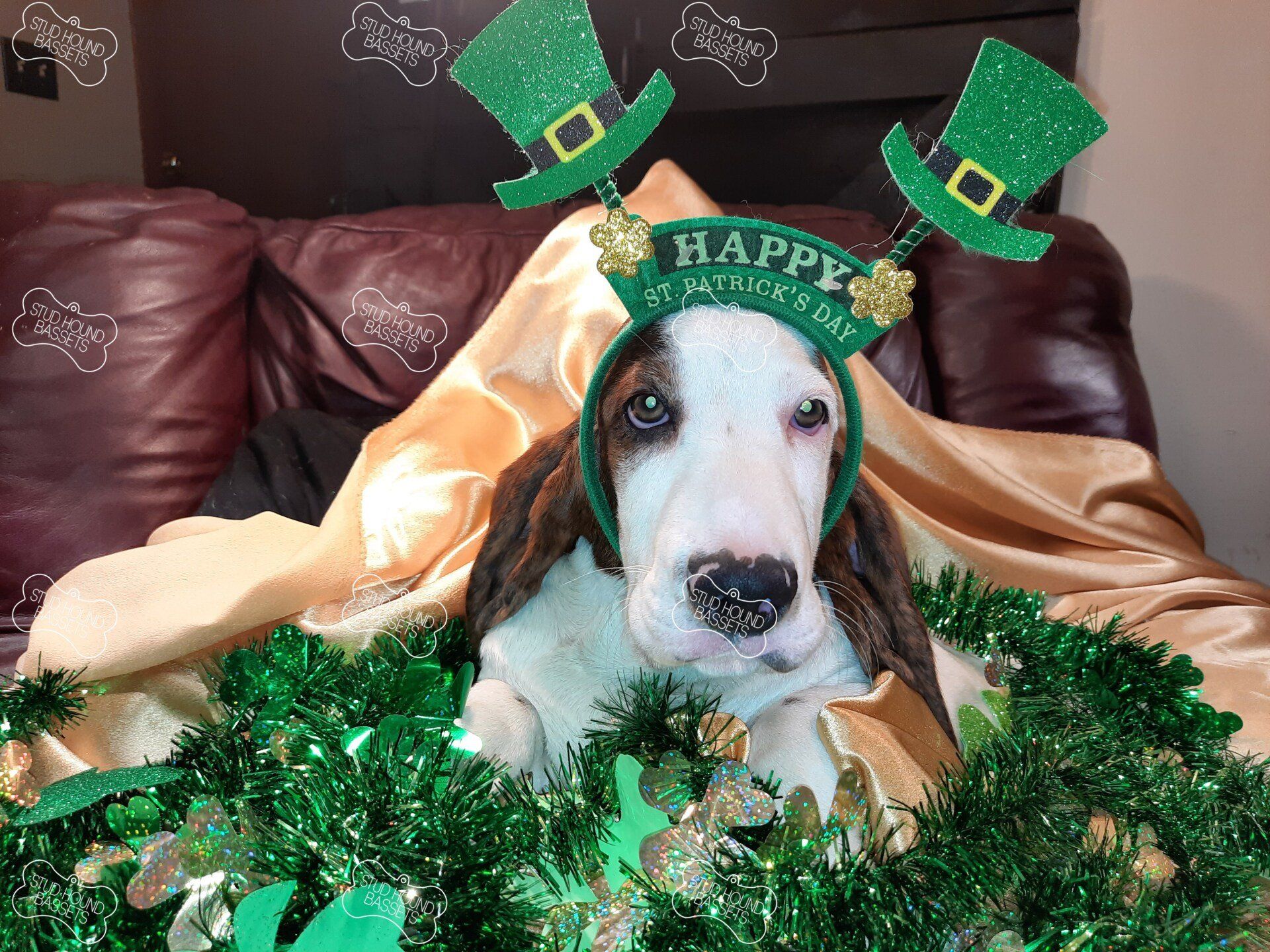 A basset hound wearing a happy st. patrick 's day headband