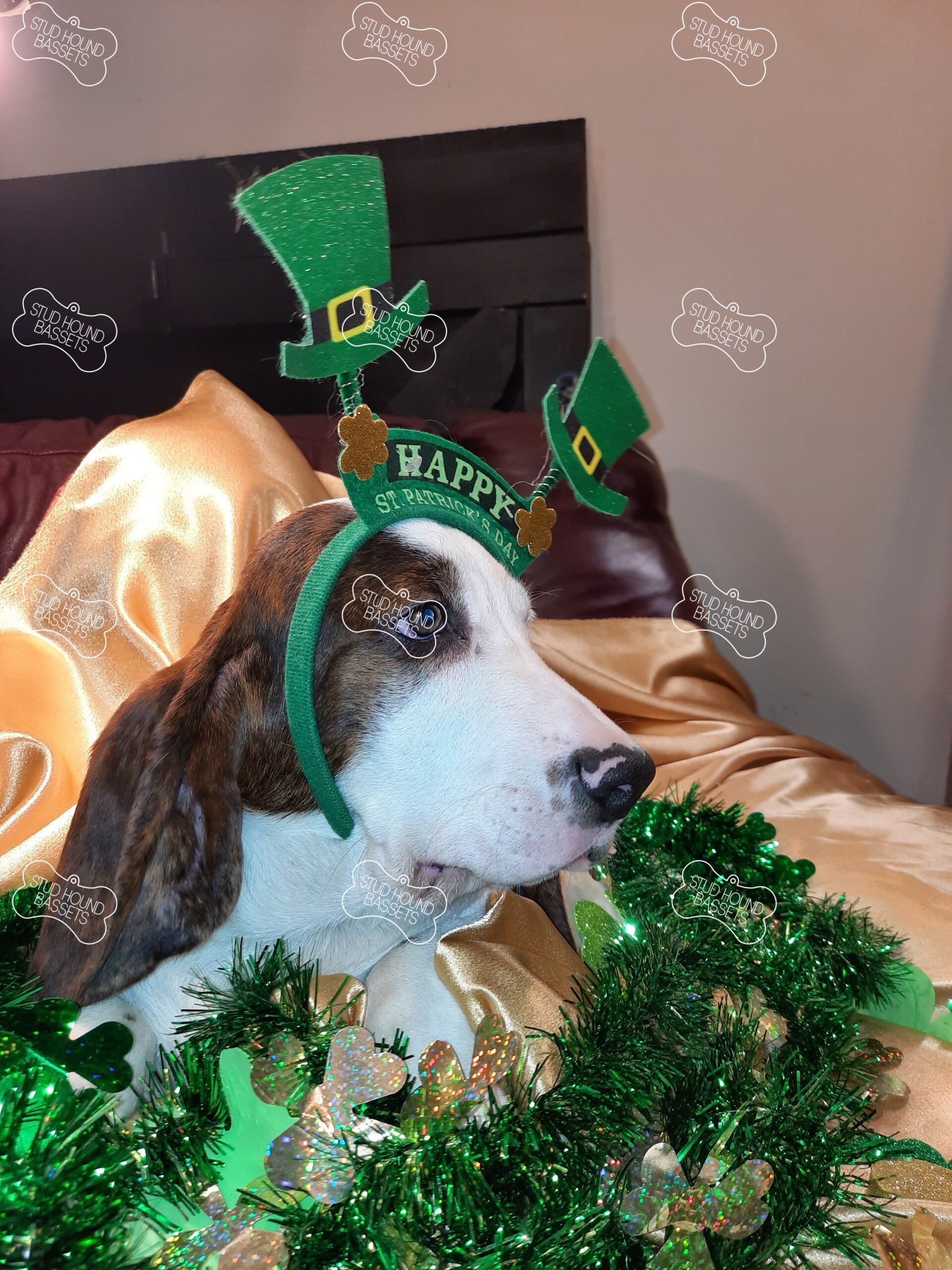 A dog wearing a headband that says happy st. patrick 's day