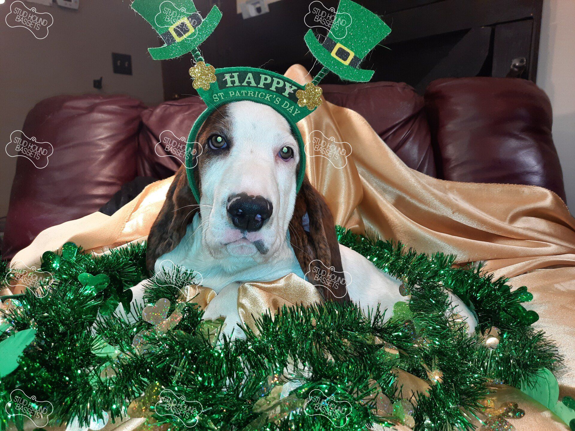 A dog wearing a hat that says happy st. patrick 's day