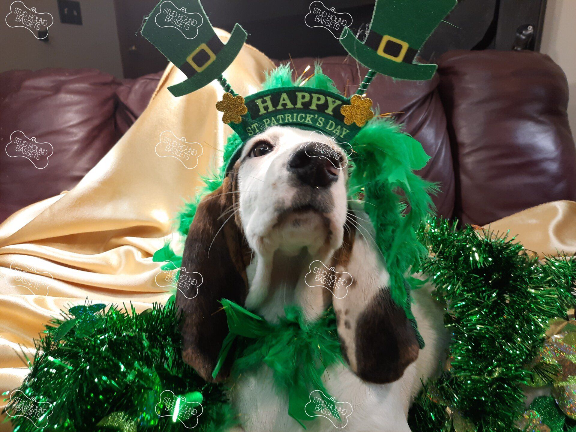 A basset hound wearing a hat that says happy st. patrick 's day