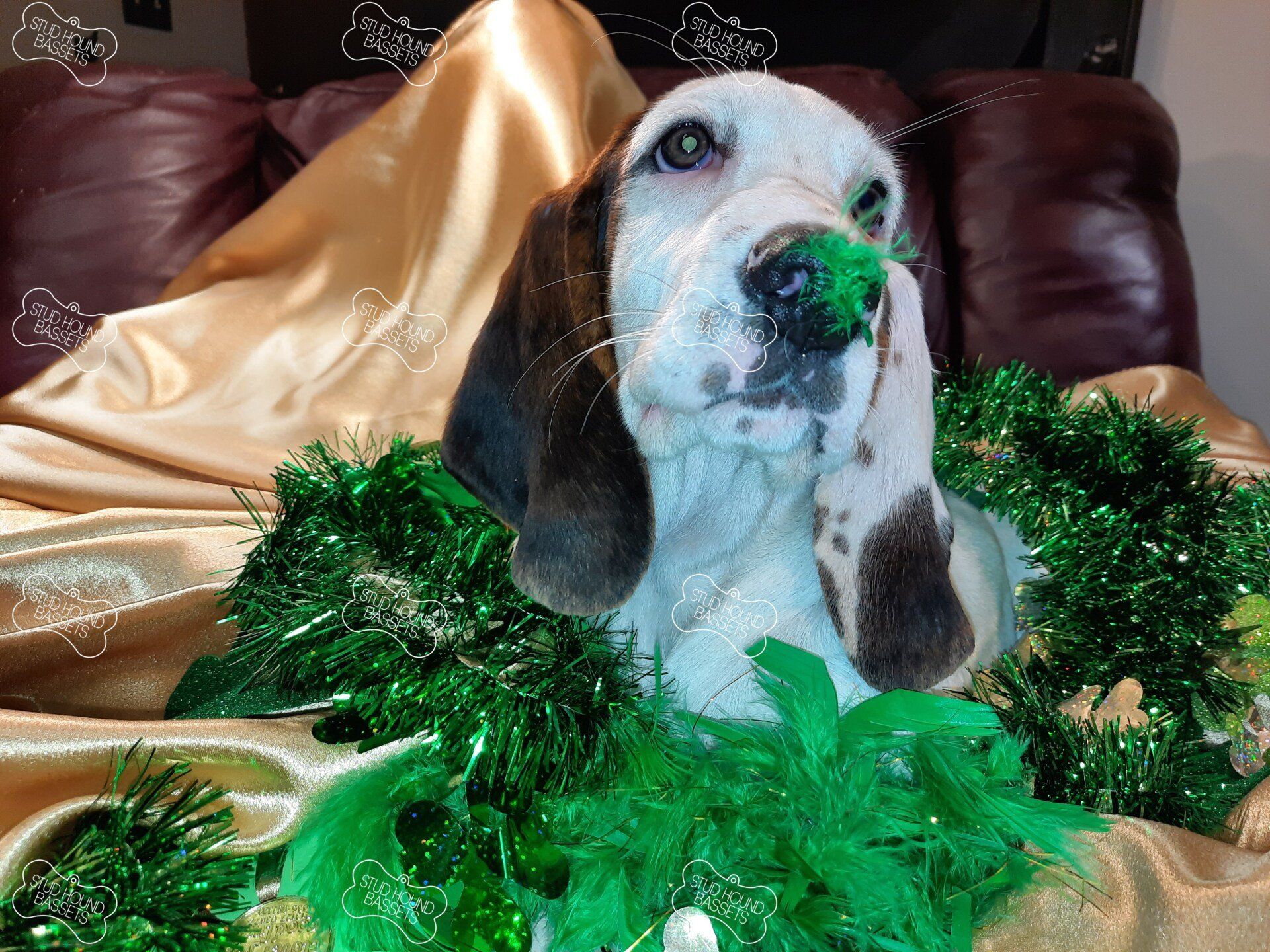A brown and white dog with a green feather in its mouth