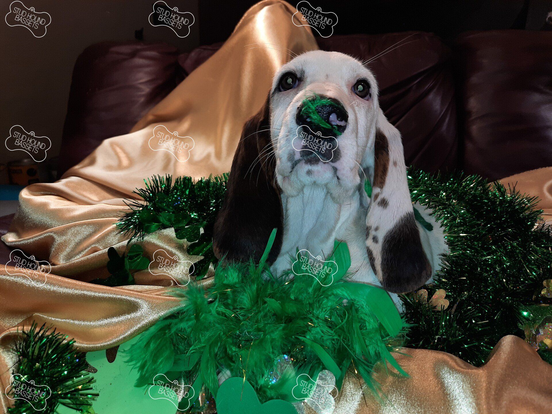 A brown and white dog with green tinsel around its neck