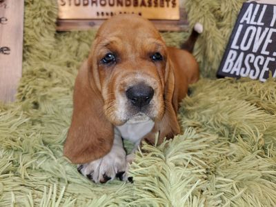 Brindle best sale basset hound