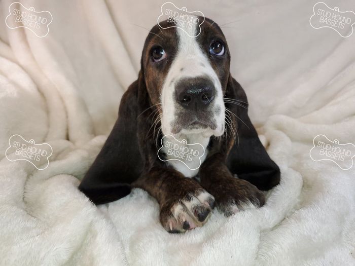 A laptop with a picture of a basset hound on the screen