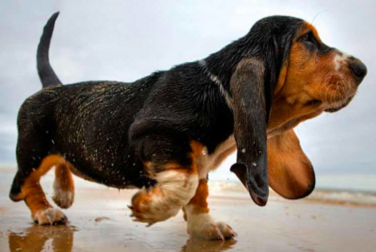 A basset hound dog is standing on the beach.