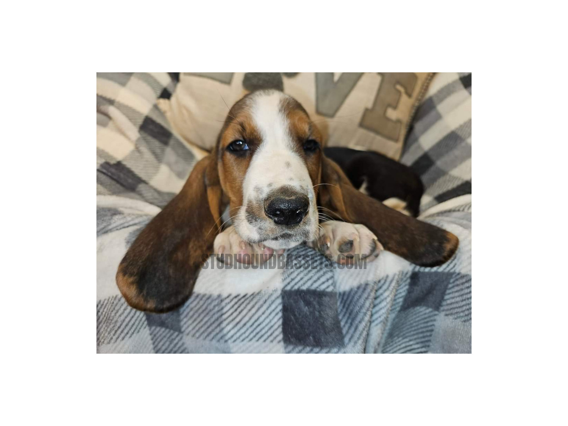 A laptop with a picture of a basset hound on the screen