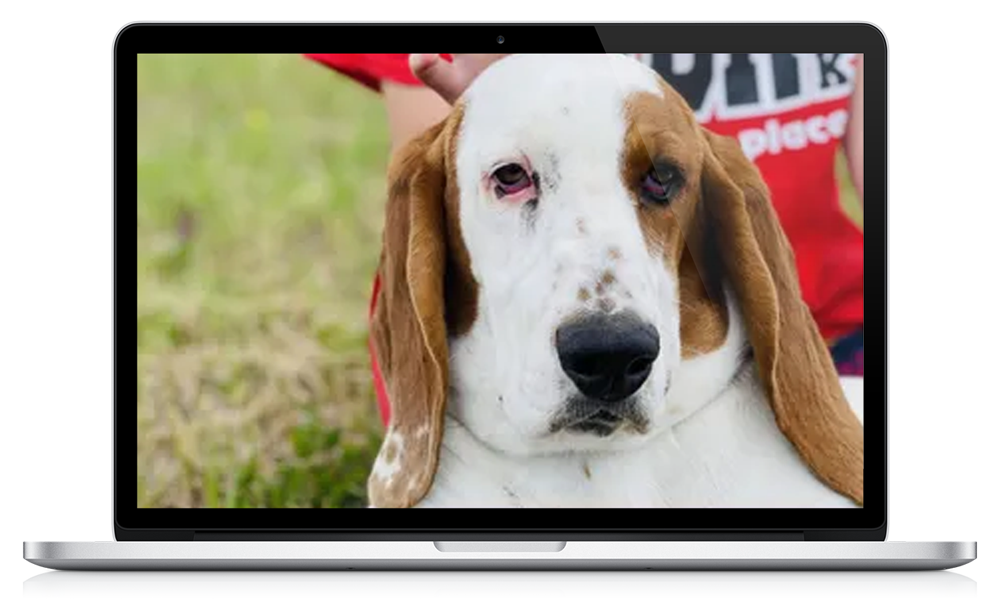 A laptop with a picture of a basset hound on the screen