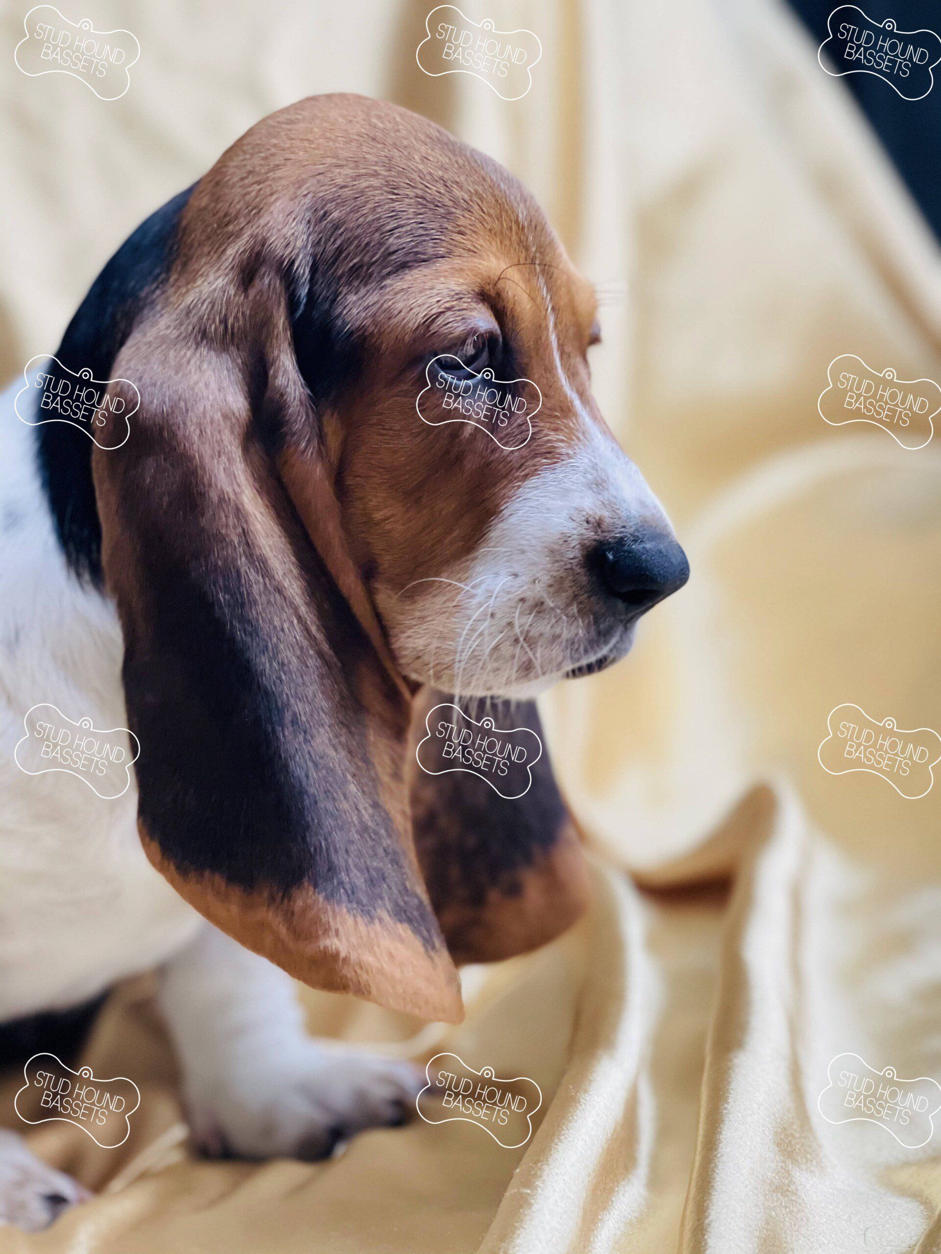 A basset hound puppy laying on a yellow blanket