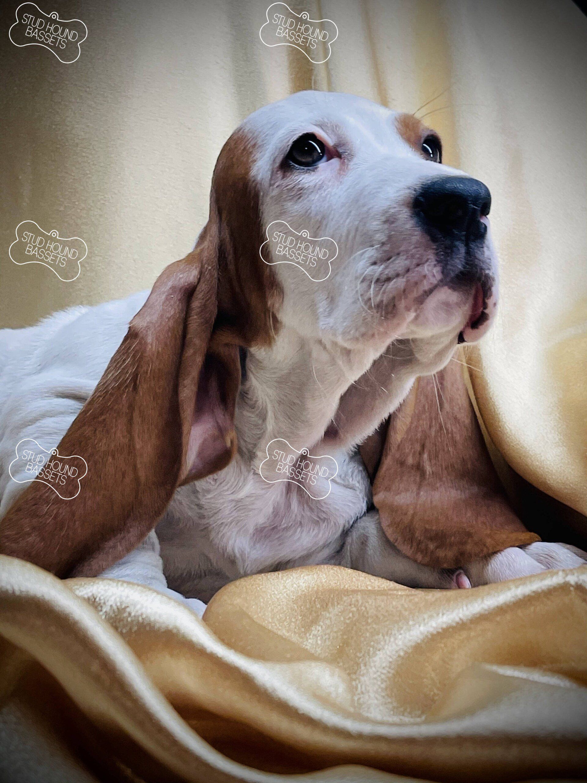 A brown and white basset hound puppy laying on a blanket