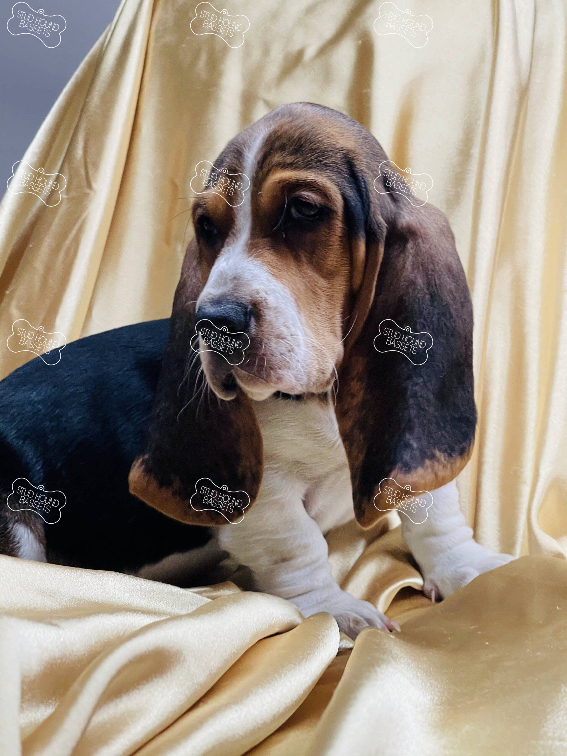 A basset hound puppy is laying on a gold blanket