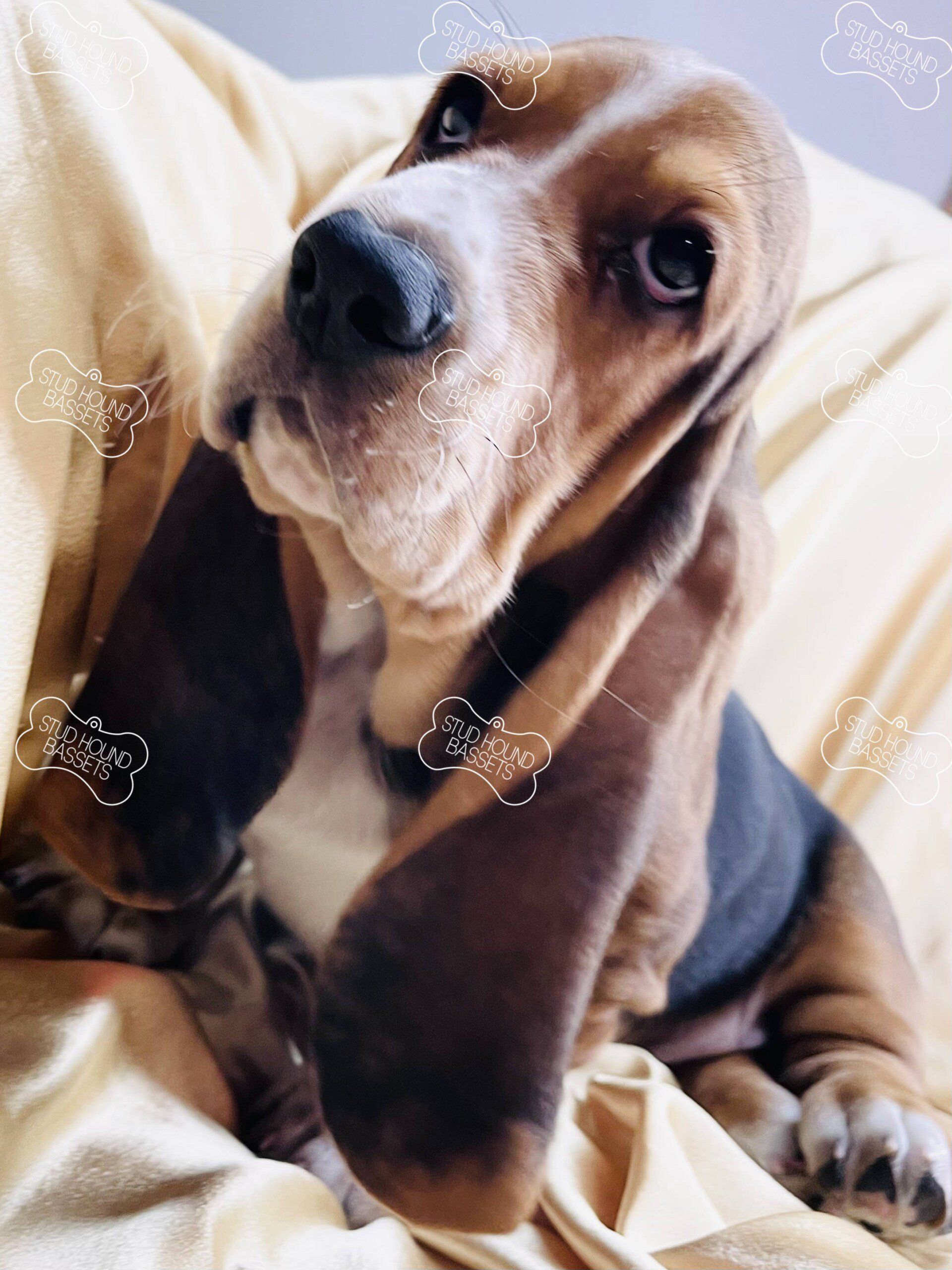 A basset hound is laying on a blanket and looking at the camera