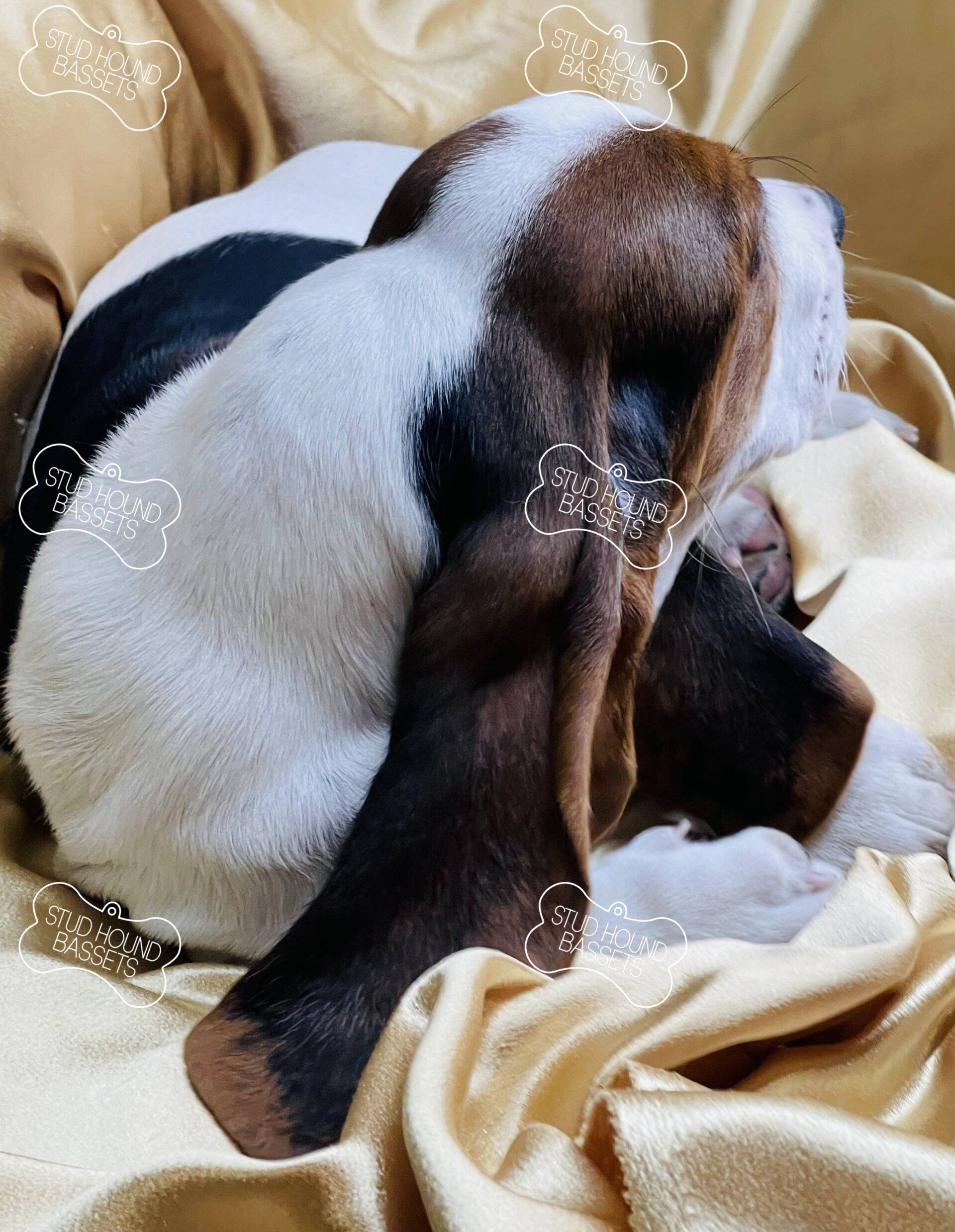 A brown and white puppy is sleeping on a blanket