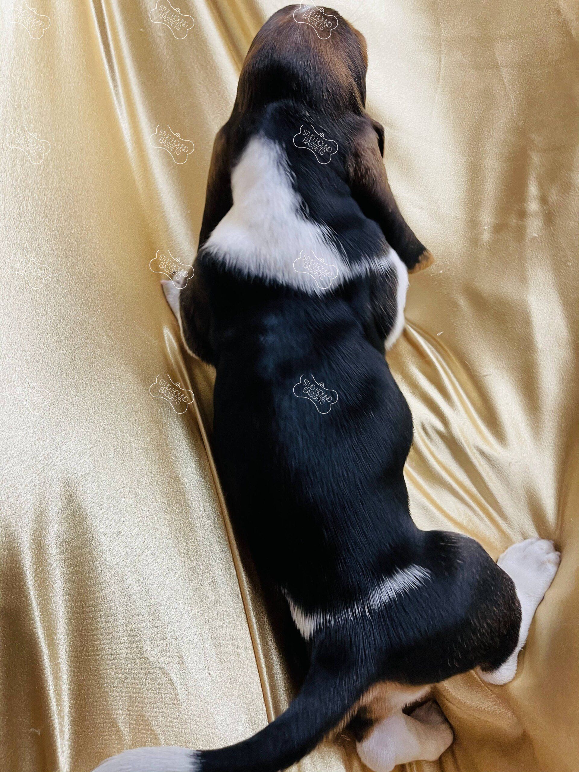 A black and white dog is laying on a gold blanket