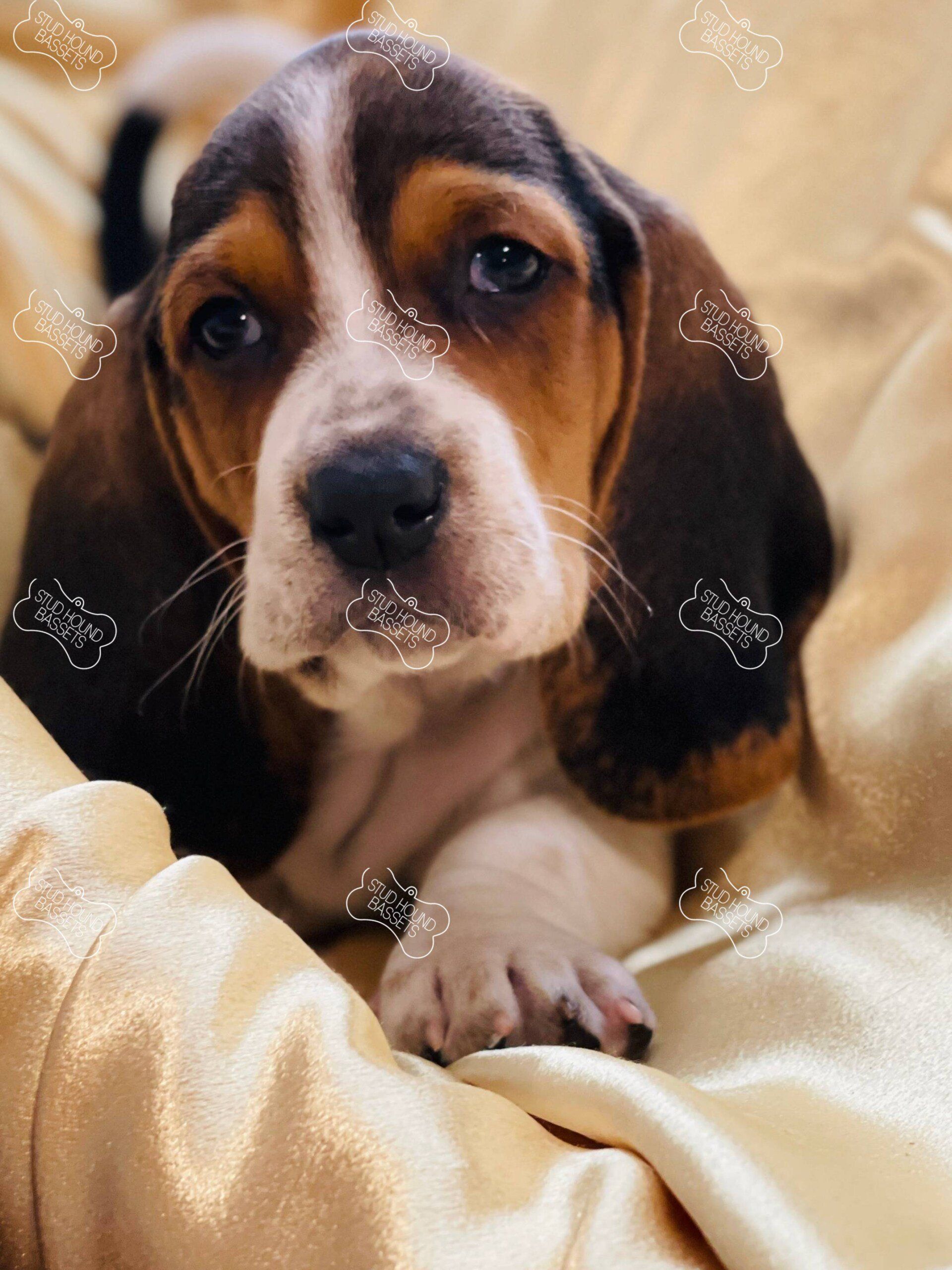 A brown and white puppy is laying on a gold blanket