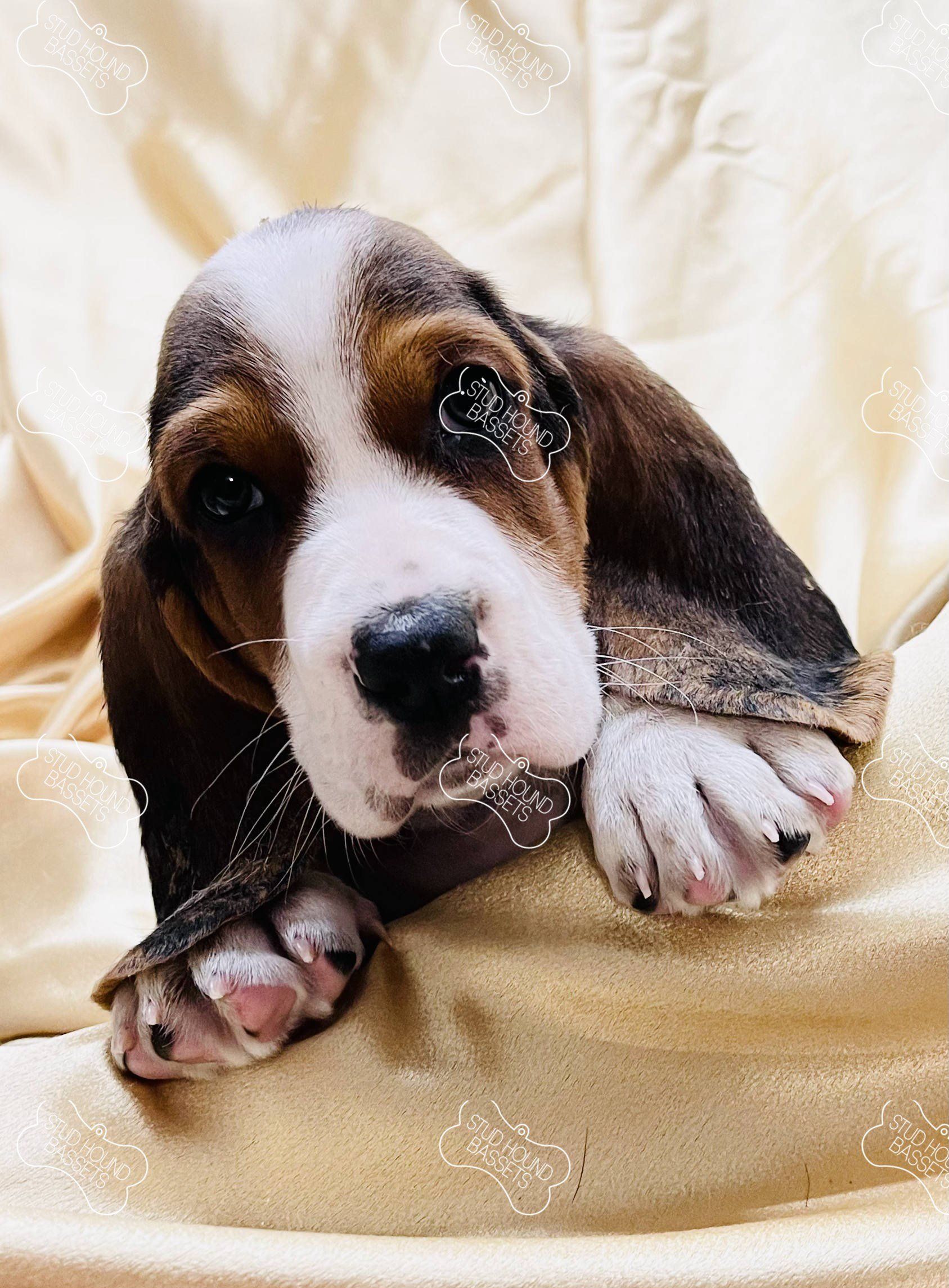 A brown and white basset hound puppy is laying on a bed.