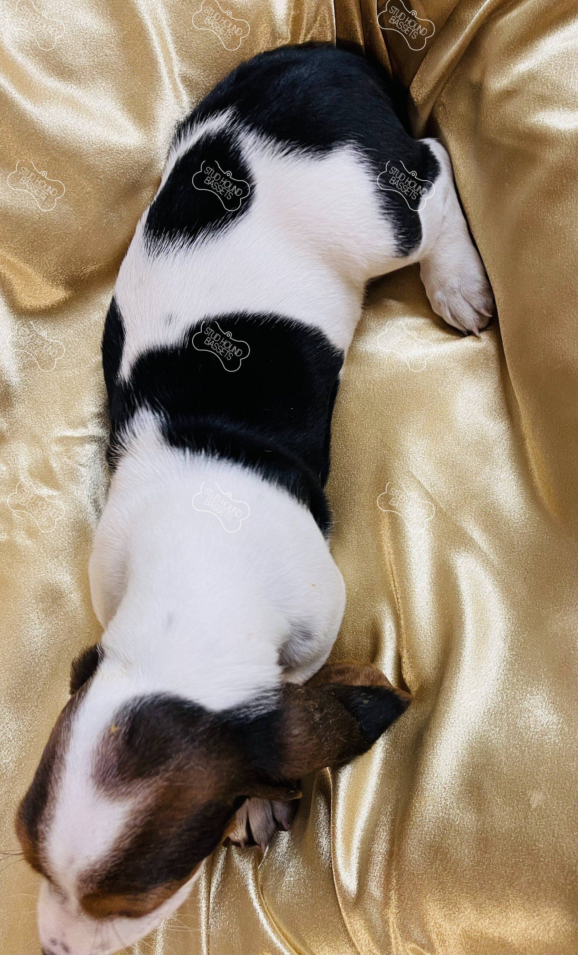 A black and white puppy is laying on a gold blanket.