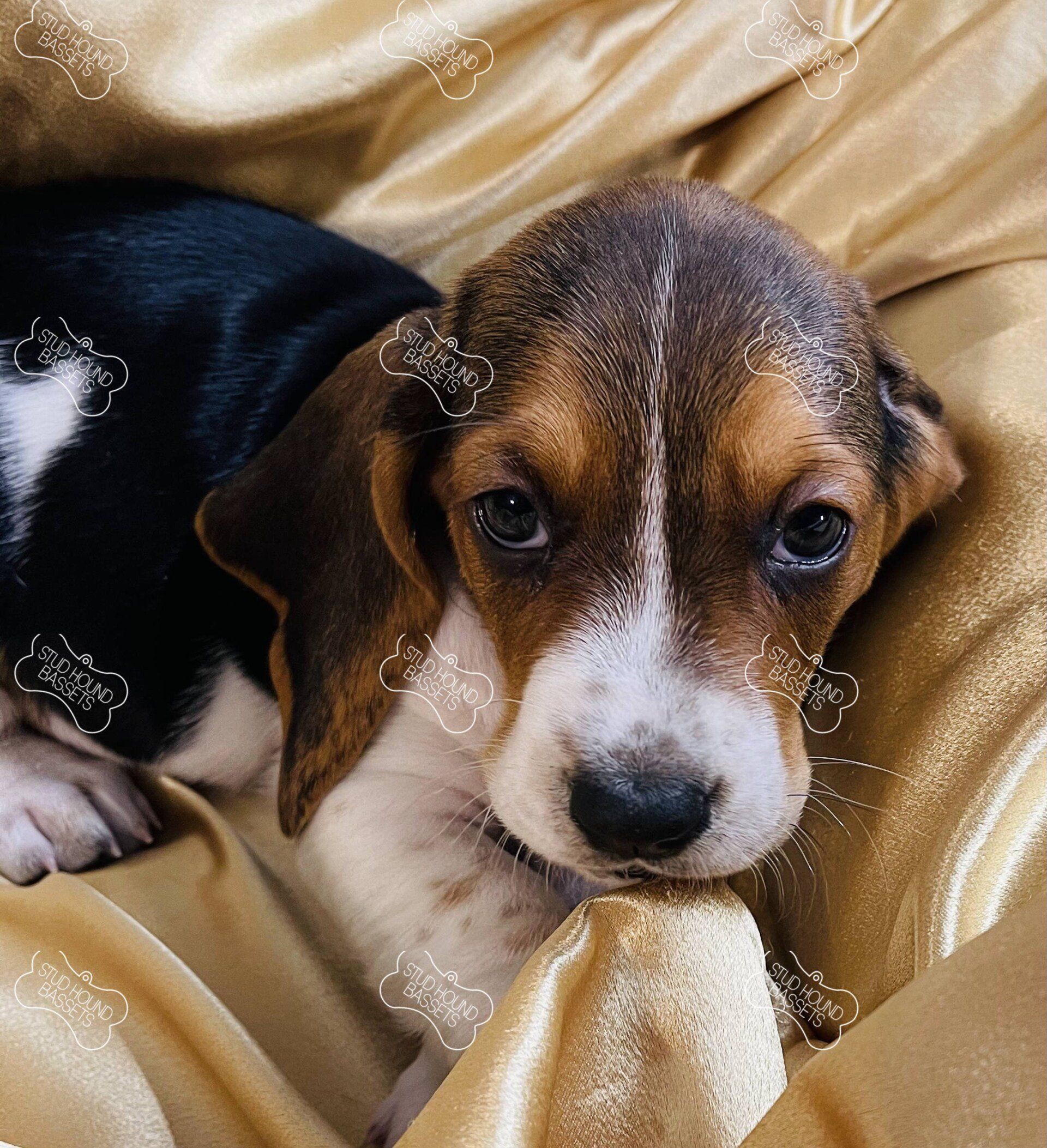 A brown and white puppy is laying on a gold blanket