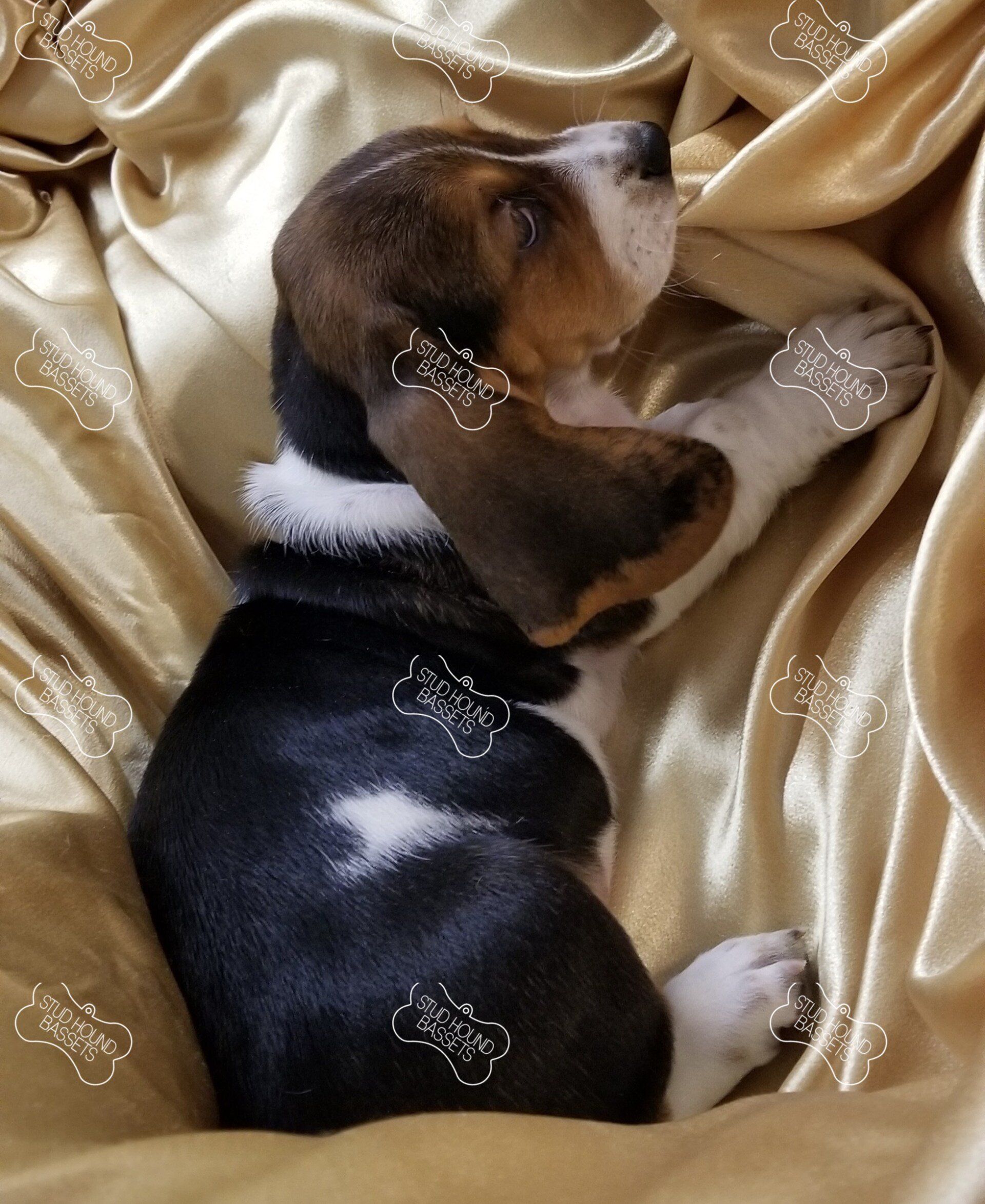A beagle puppy is laying on a gold blanket