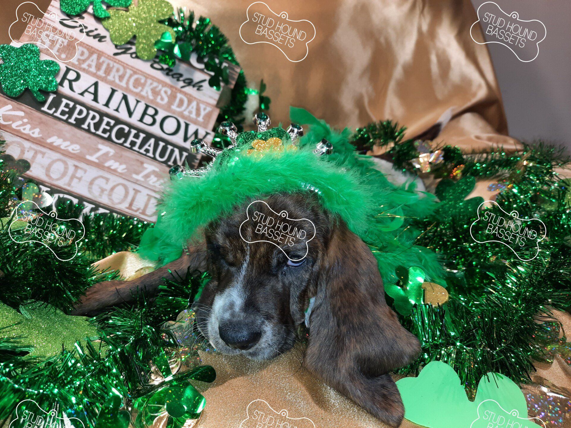 A dog wearing a leprechaun hat is laying on a table