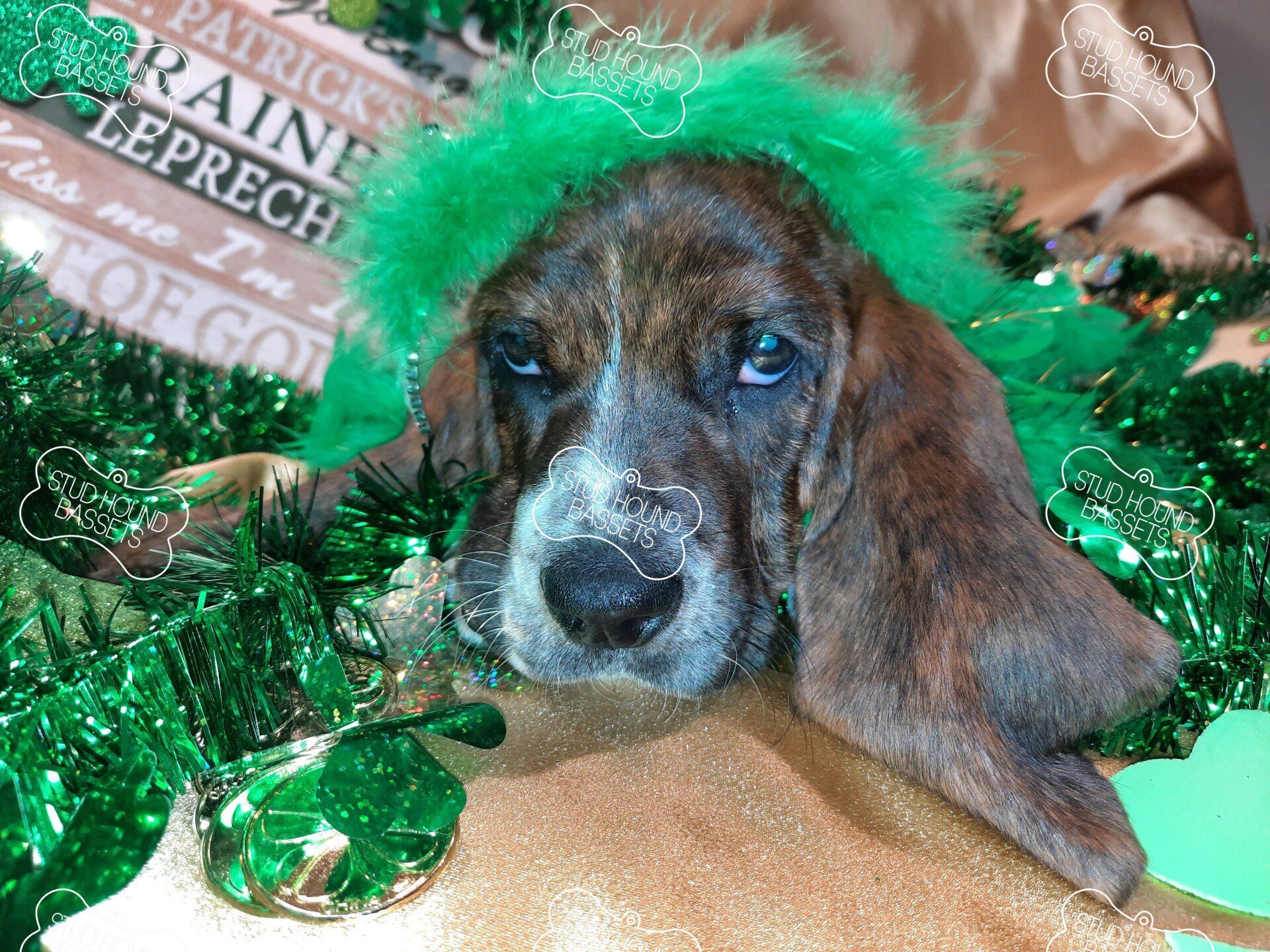 A brown and white dog wearing a green leprechaun hat