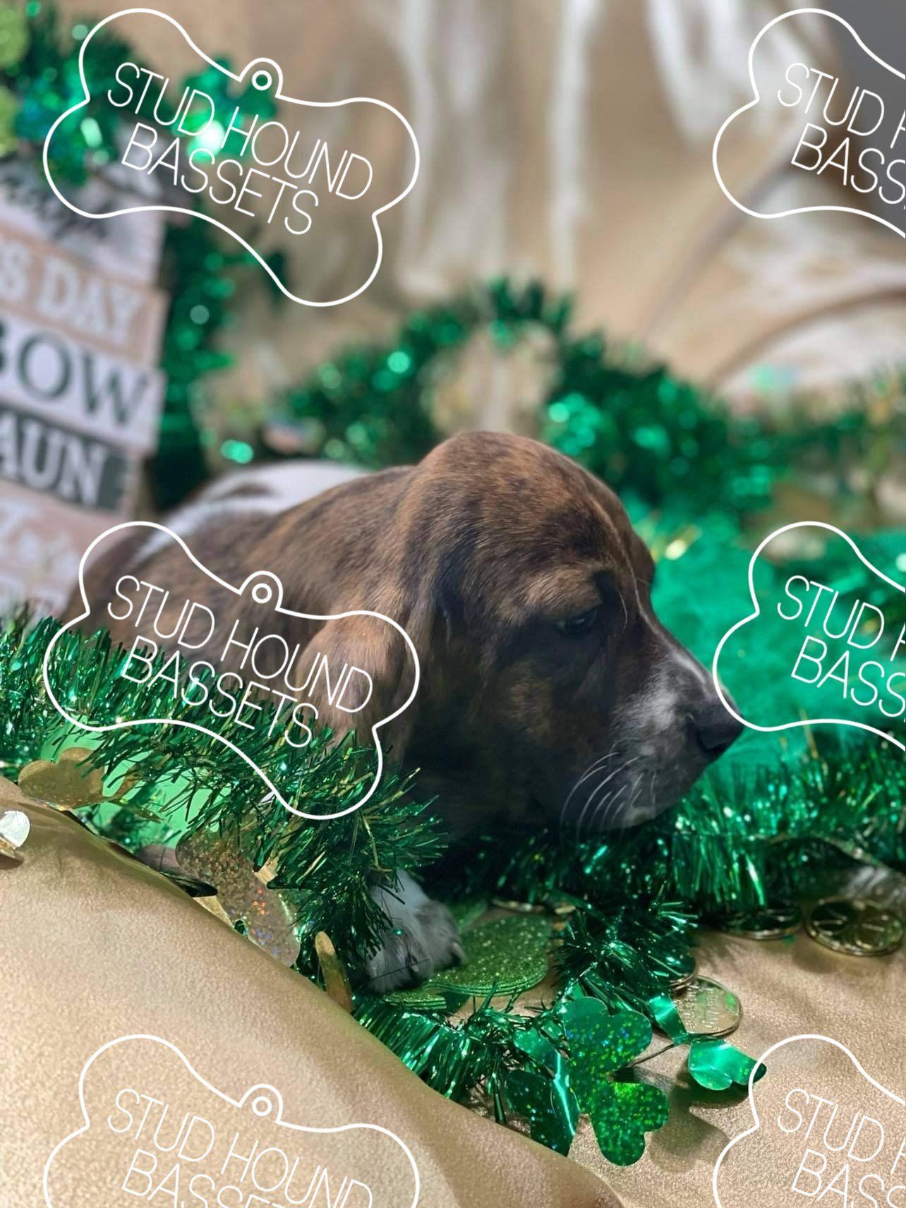 A brown and white puppy is laying on a bed with green tinsel around it.