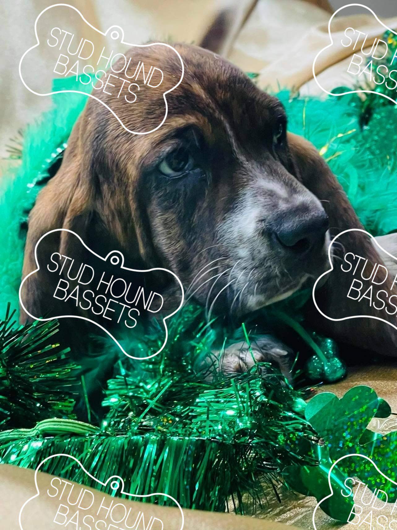 A stud hound puppy is laying in a box surrounded by green tinsel.