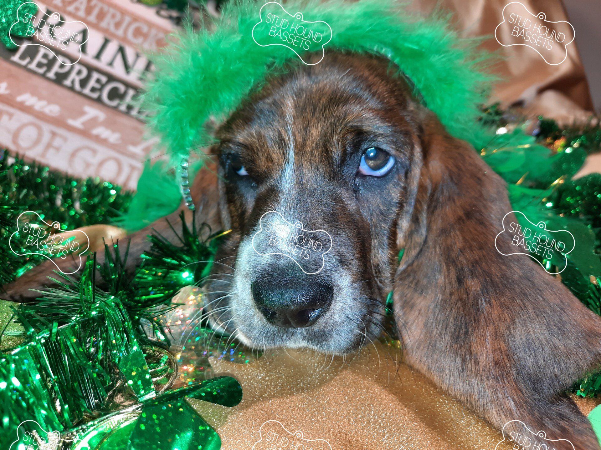 A brown and white dog wearing a green leprechaun hat