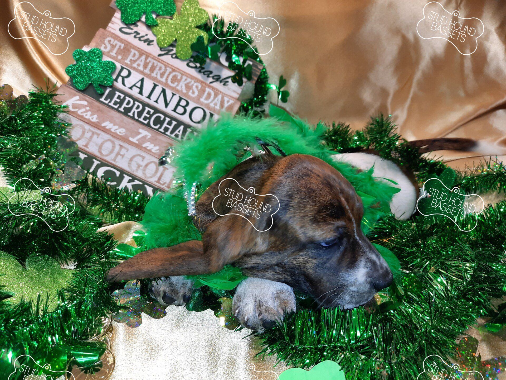 A dog is laying on a table with a sign that says st. patrick 's day rainbow leprechaun