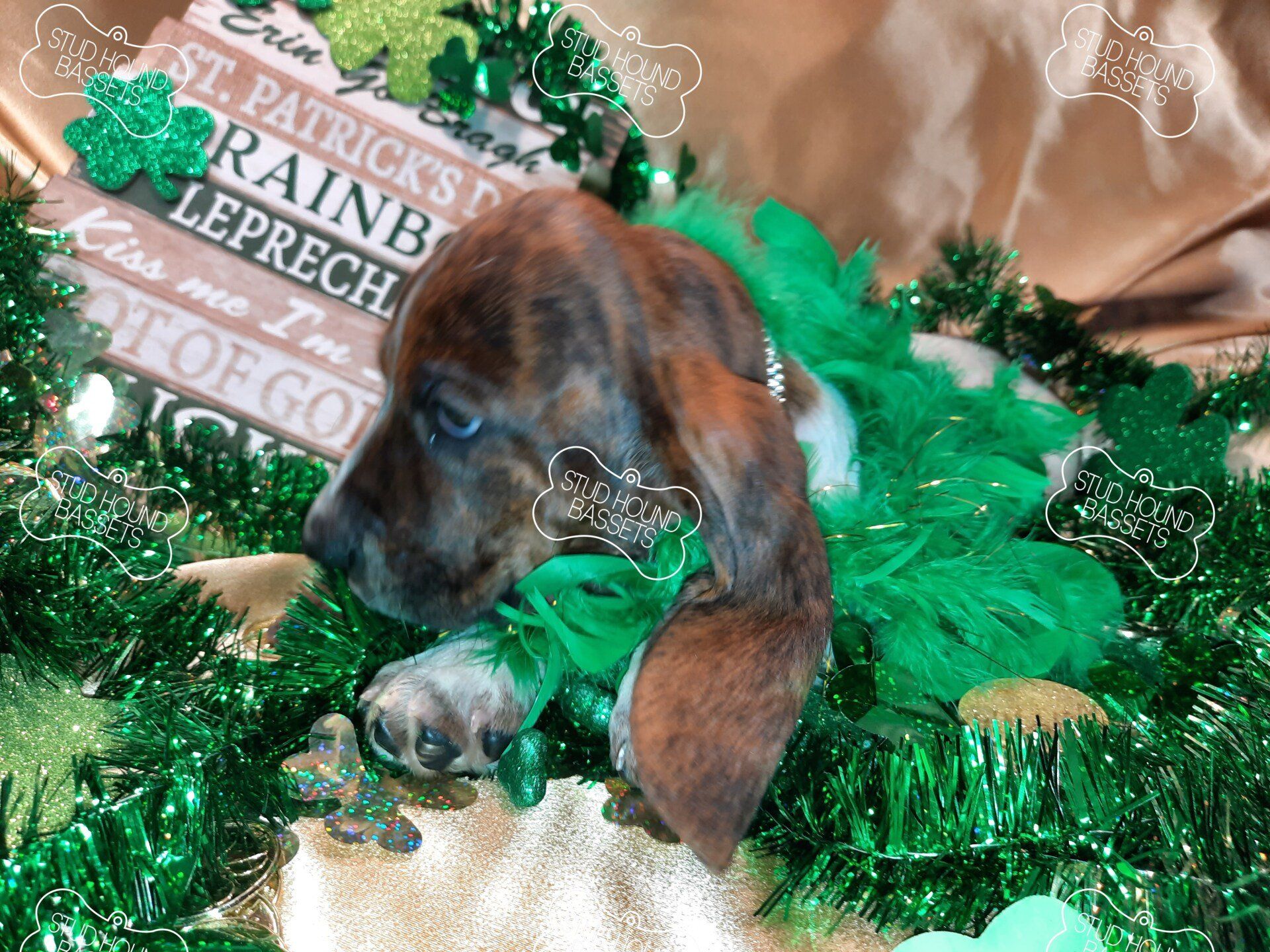A brown and white puppy wearing a green feather boa