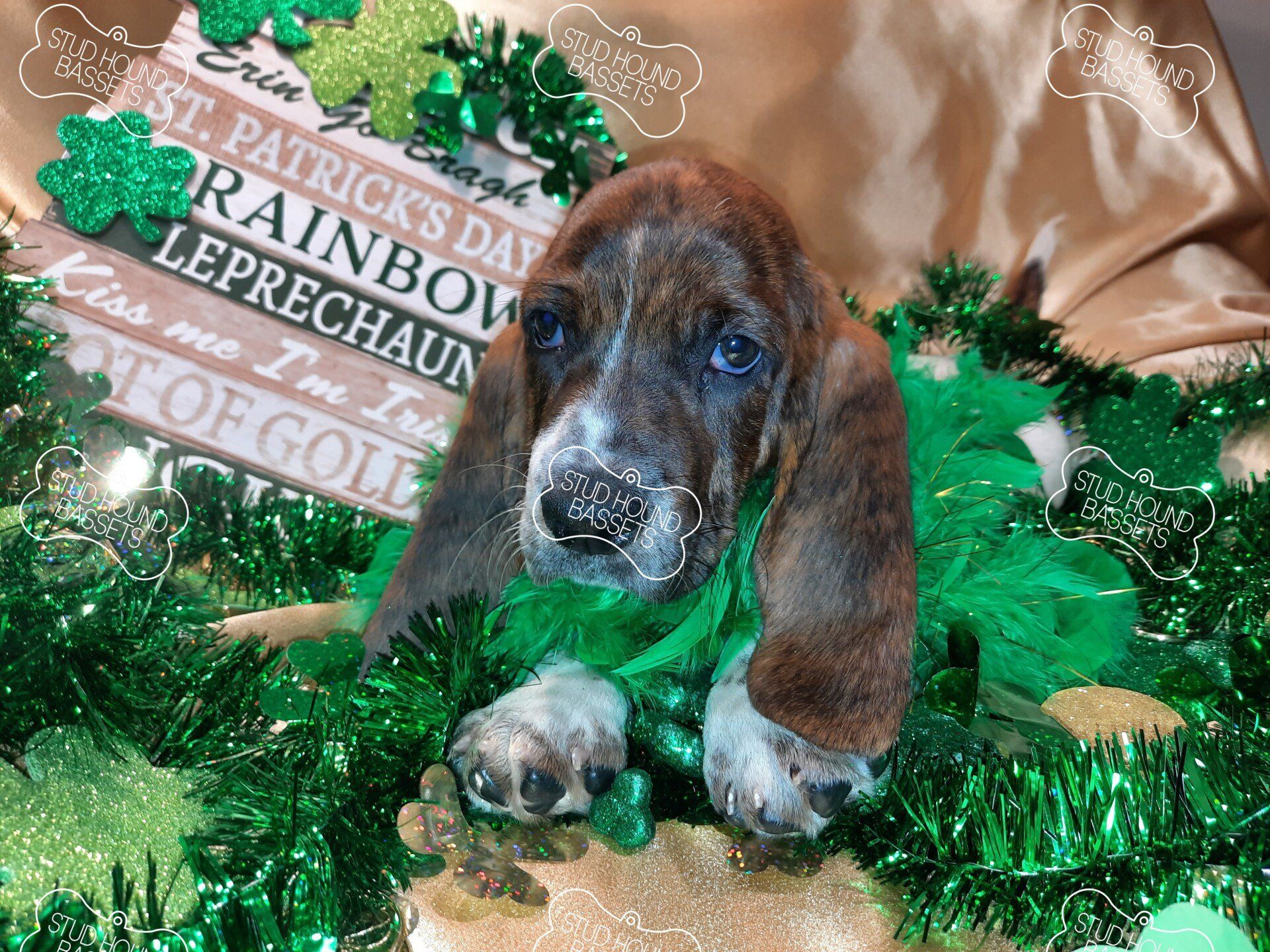 A basset hound puppy wearing a green leprechaun outfit