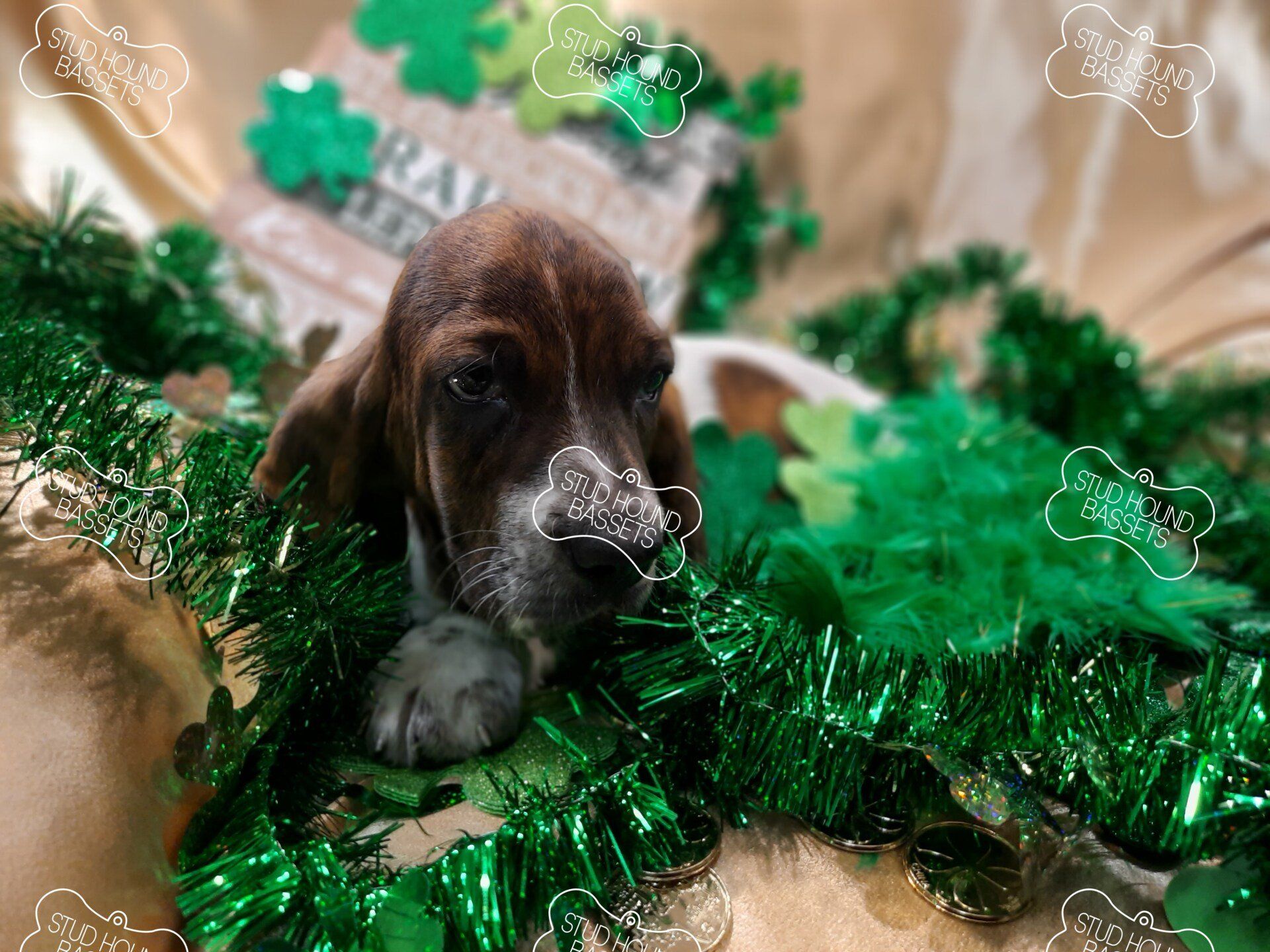A puppy is laying in a pile of green tinsel