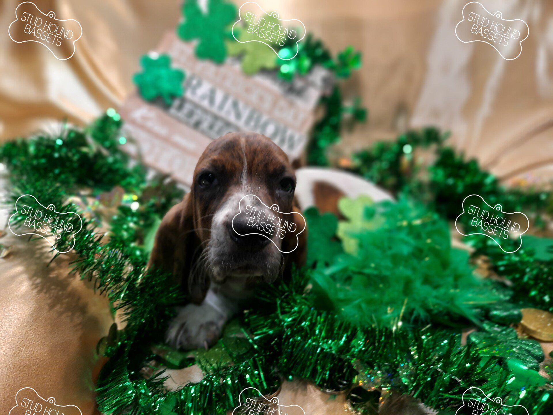 A puppy is surrounded by green tinsel and a sign that says rainbow