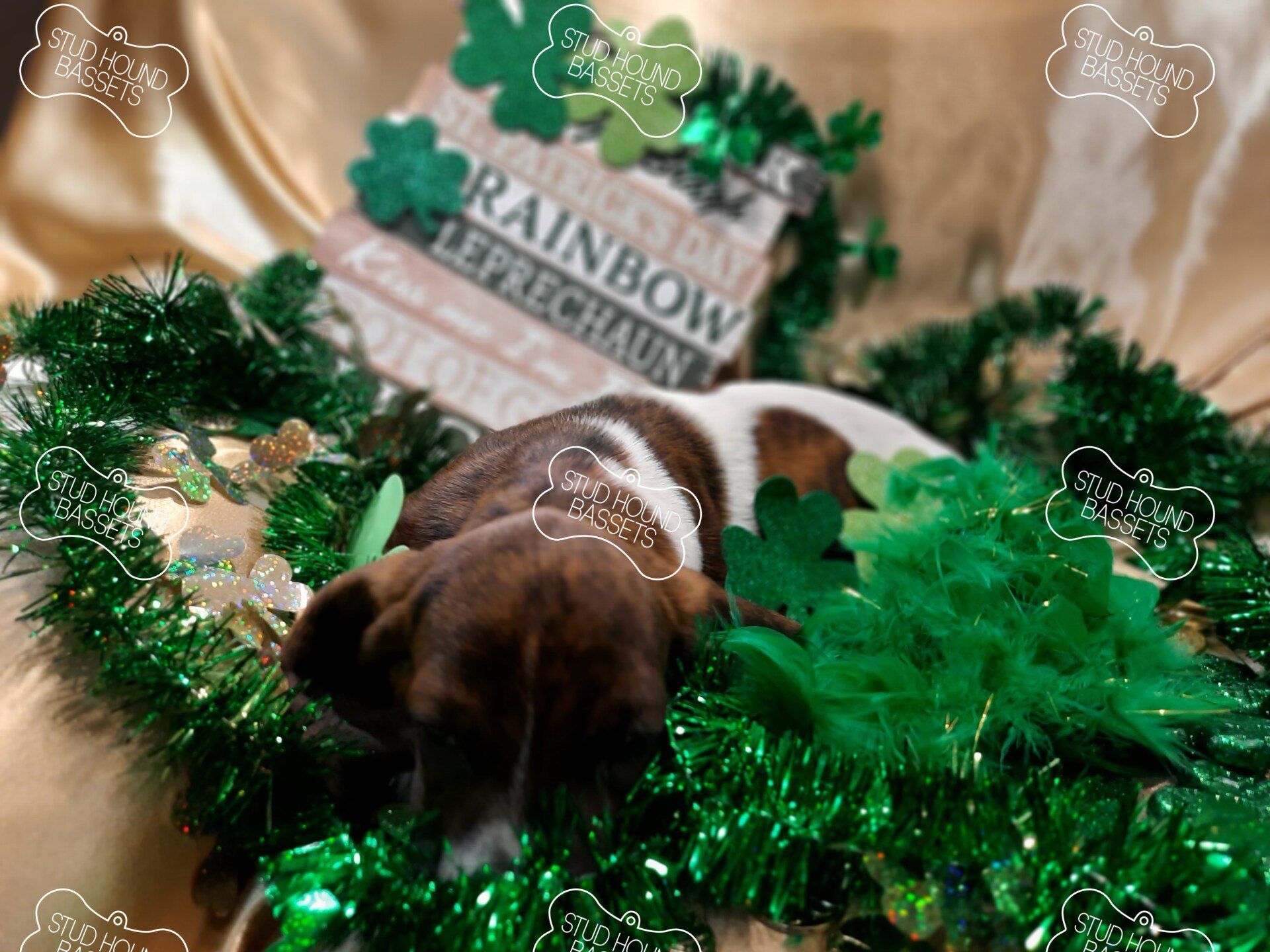 A brown and white dog is laying in a pile of green tinsel