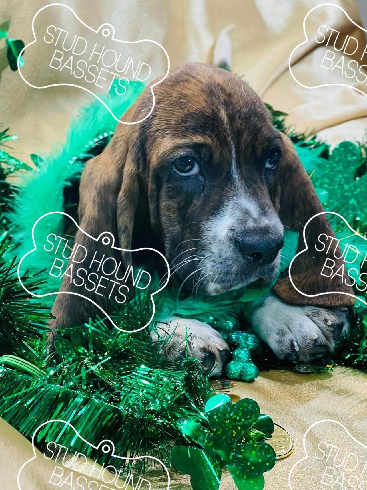 A basset hound puppy is wearing a green tutu.