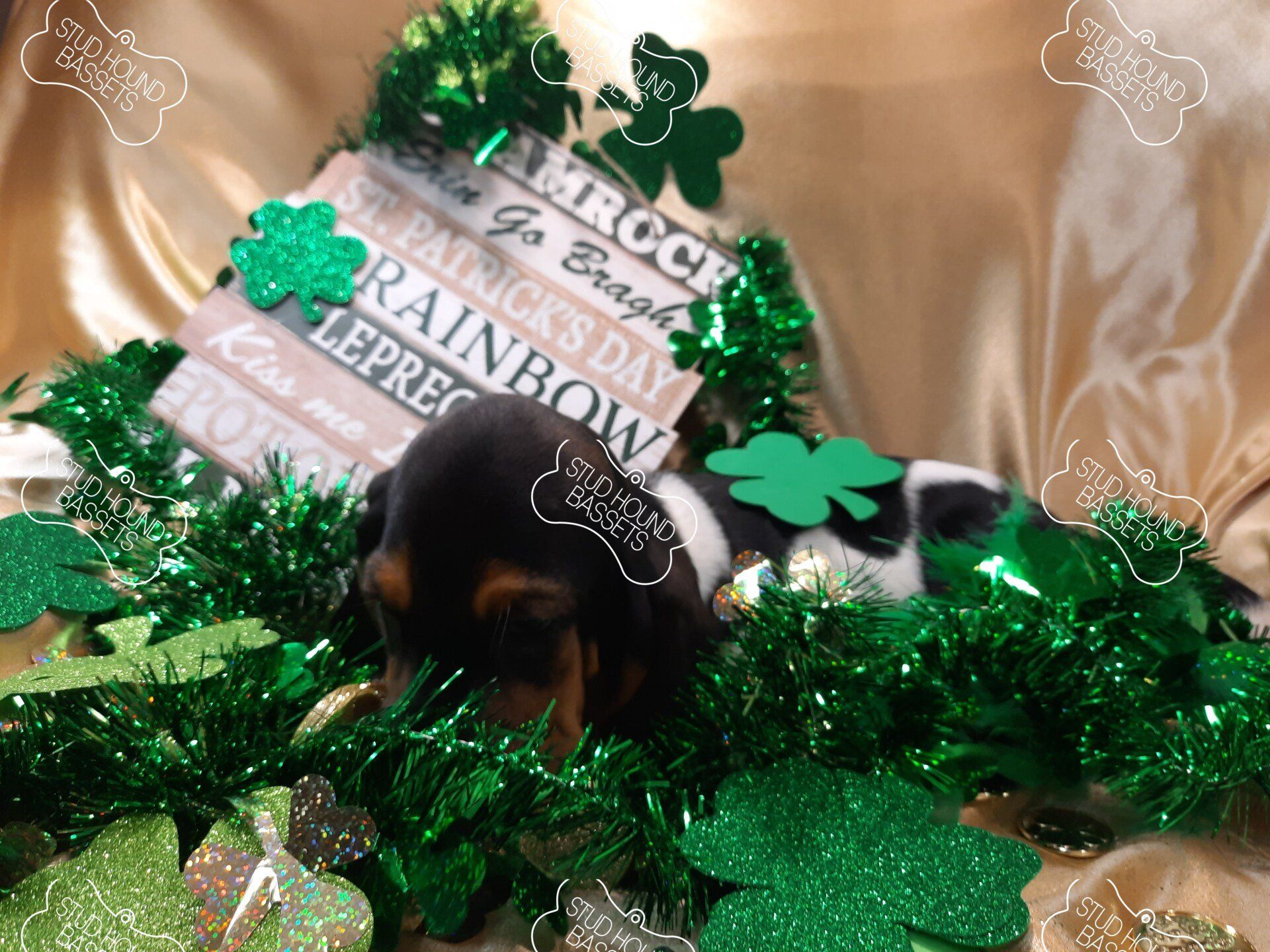 A small black and white dog is laying in a pile of green decorations.