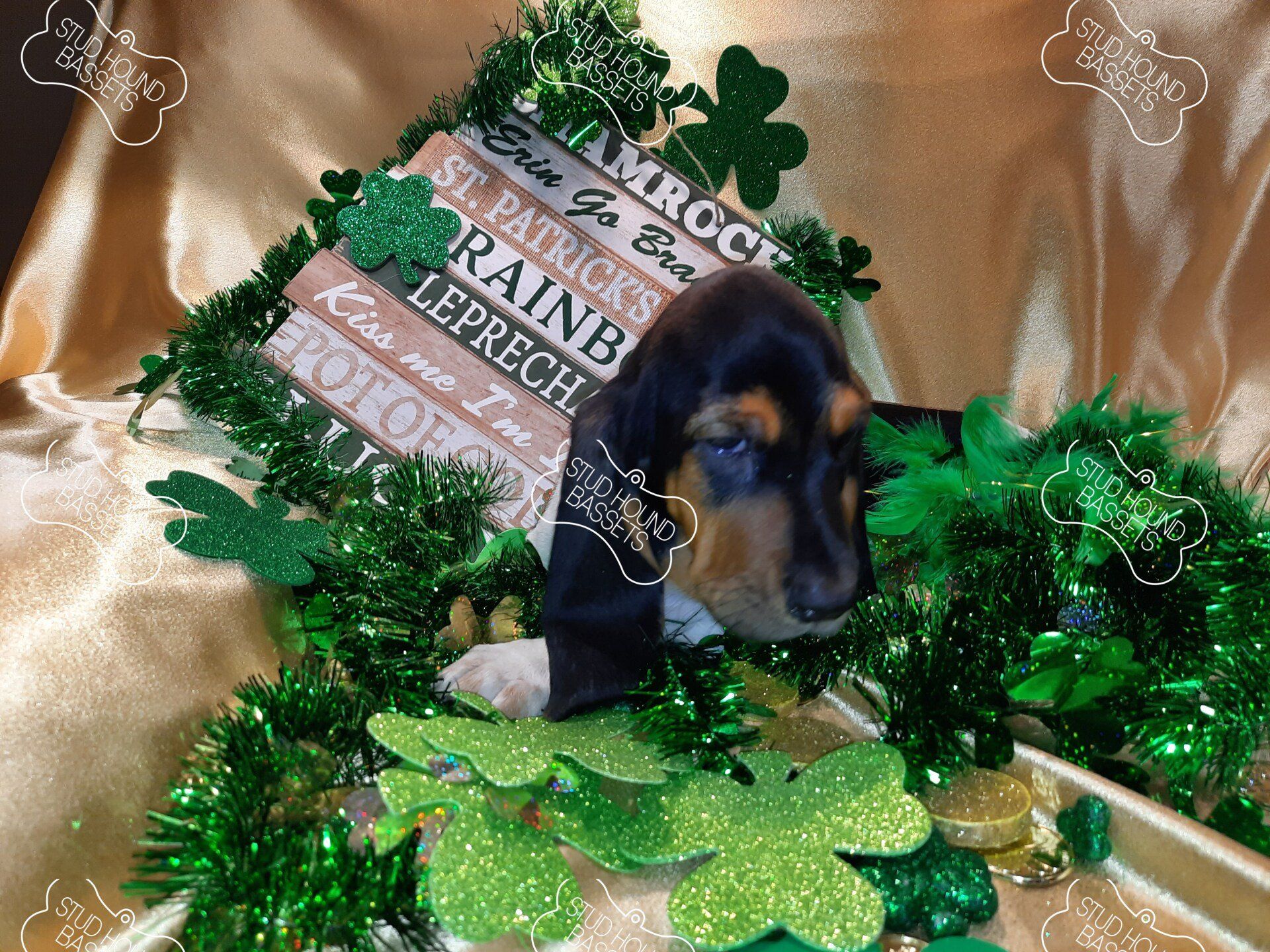 A puppy is sitting in a box surrounded by green decorations.