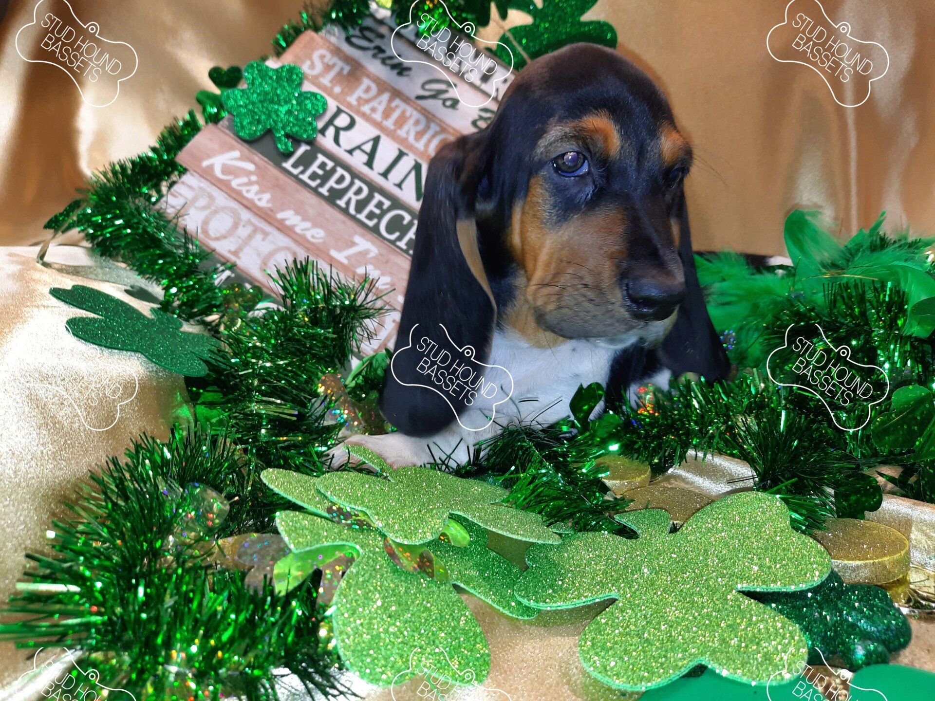 A dachshund puppy is laying in a pile of green decorations