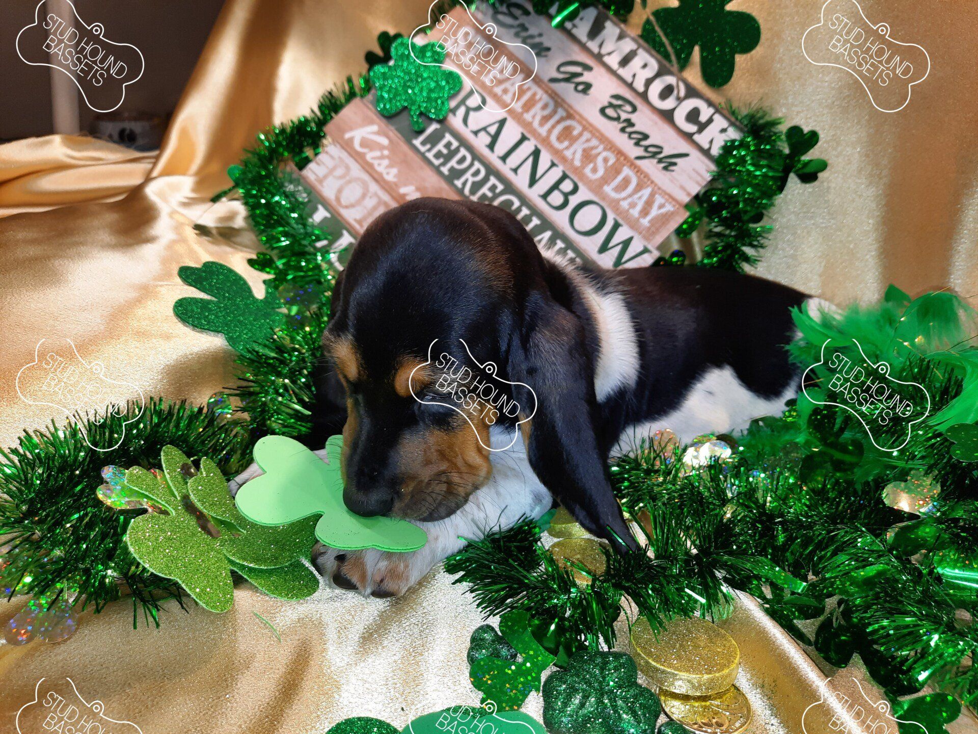 A dachshund puppy wearing glasses and a shamrock necklace
