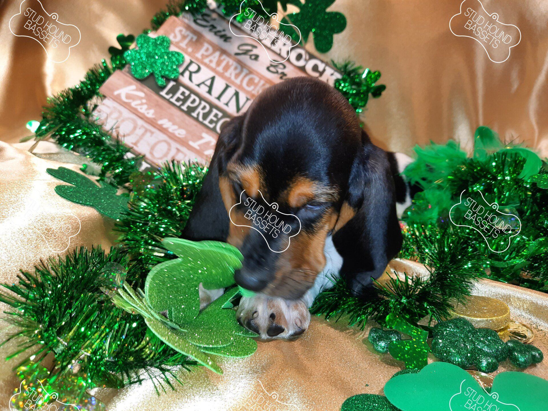 A puppy wearing glasses is surrounded by shamrocks and tinsel