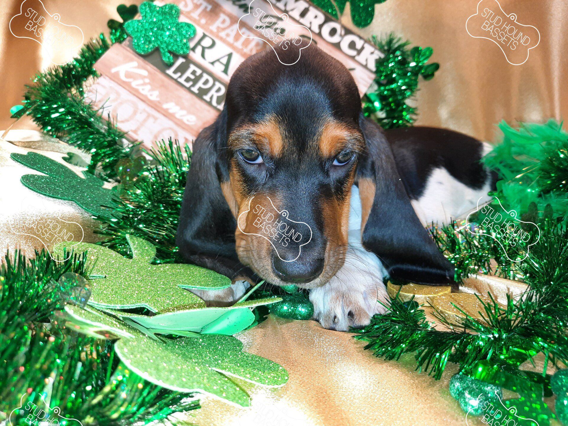 A dachshund puppy is laying in a pile of green tinsel