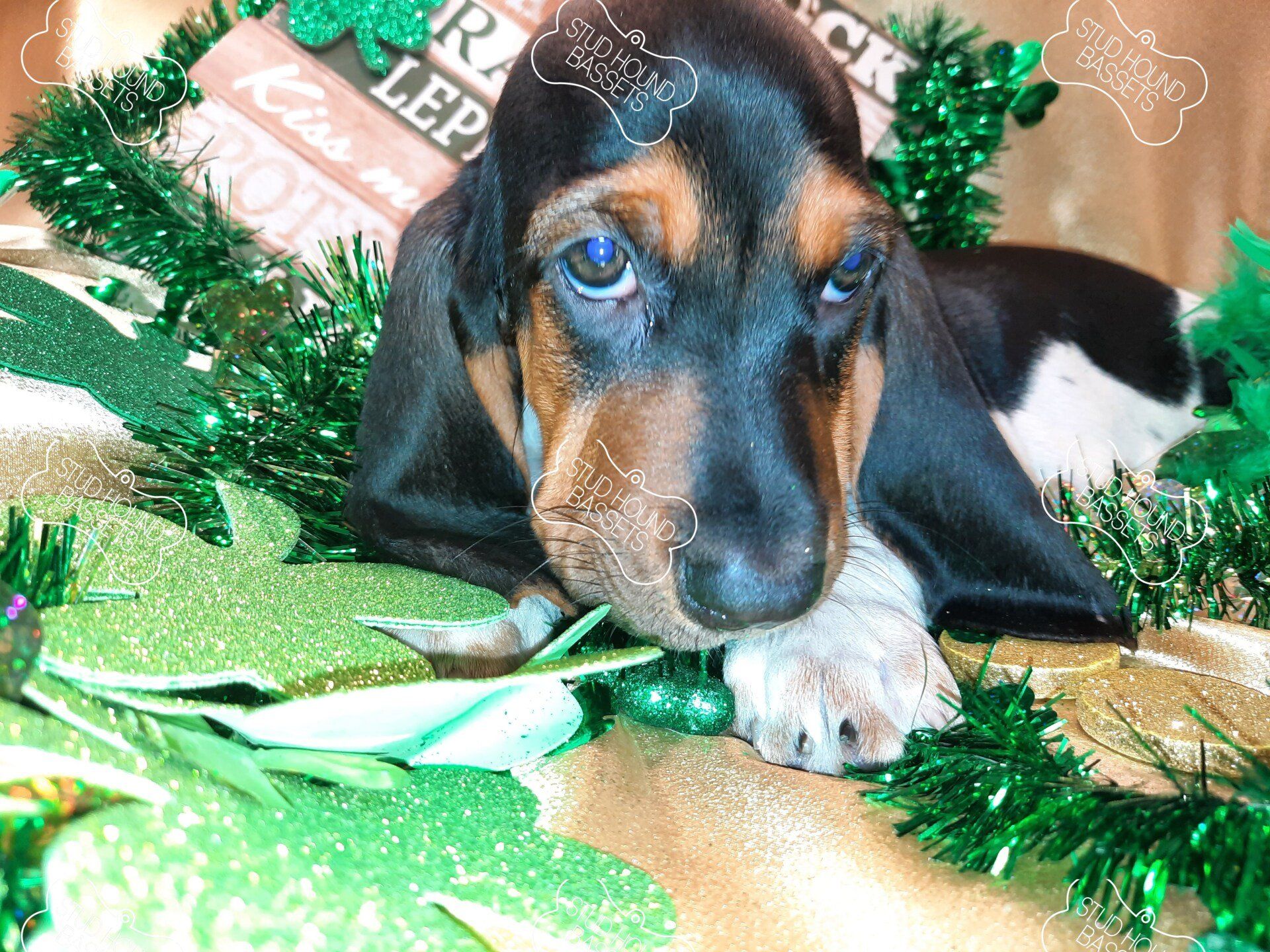 A dachshund puppy is laying on a table surrounded by green tinsel