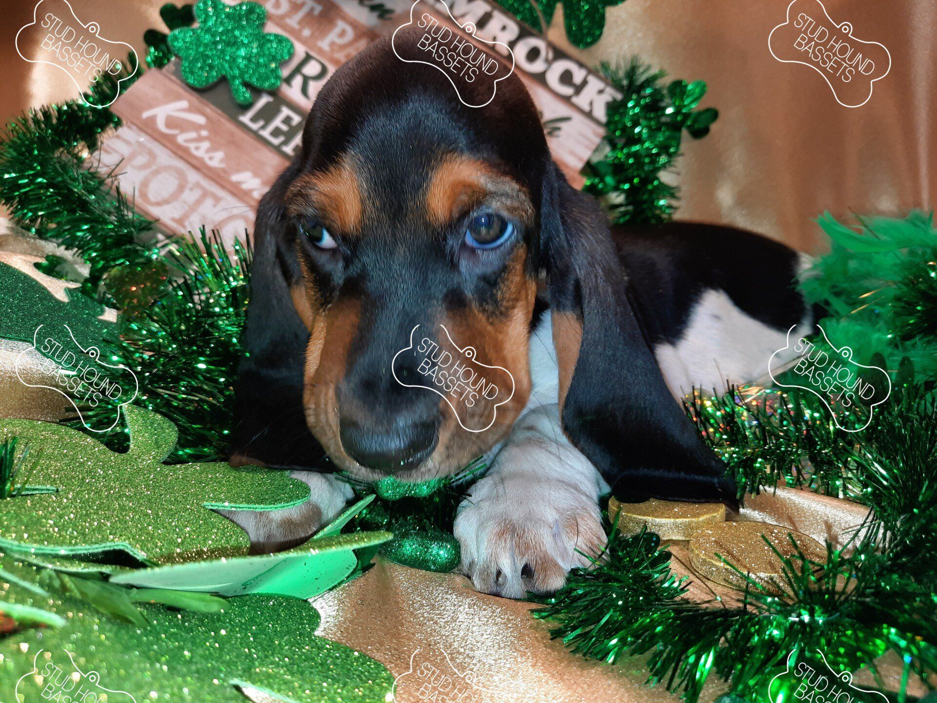 A dachshund puppy is laying on a table with green decorations