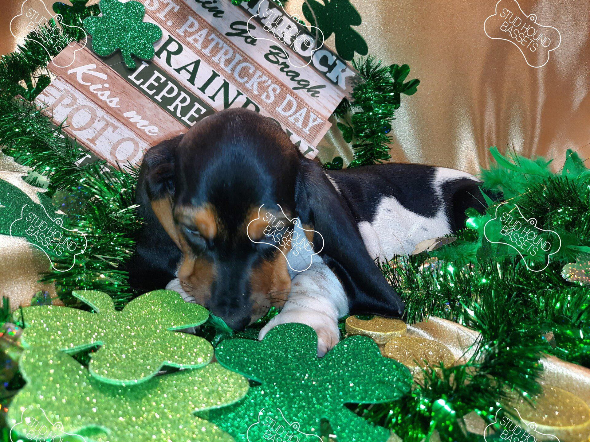 A puppy is laying on a table with shamrocks and tinsel