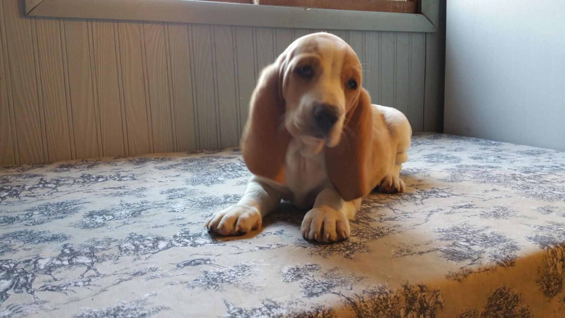 A basset hound puppy is laying on a table looking at the camera.