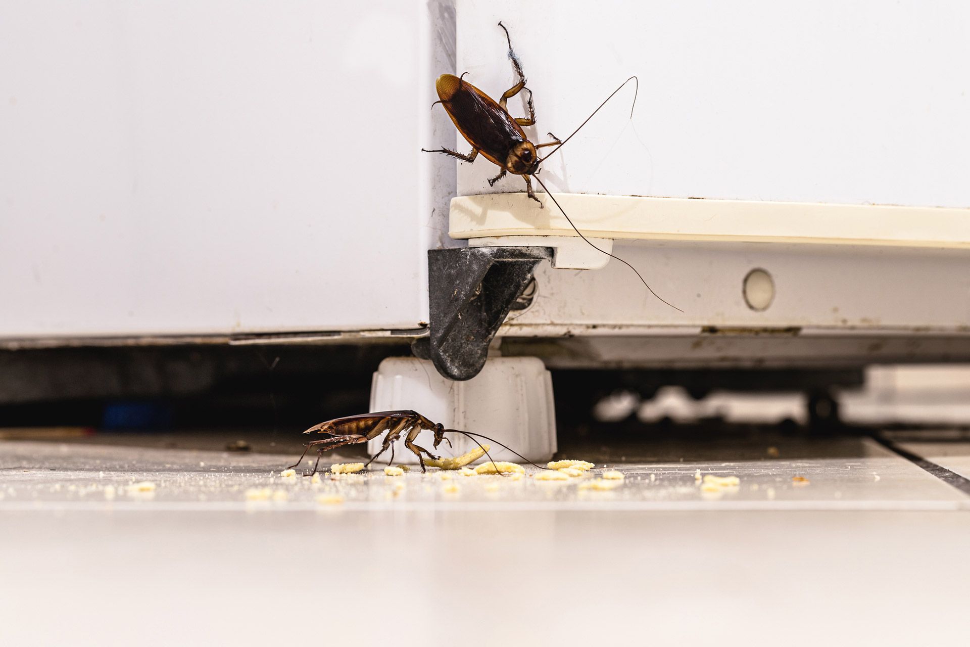 Two Cockroach — Newark, OH — All County Pest Control